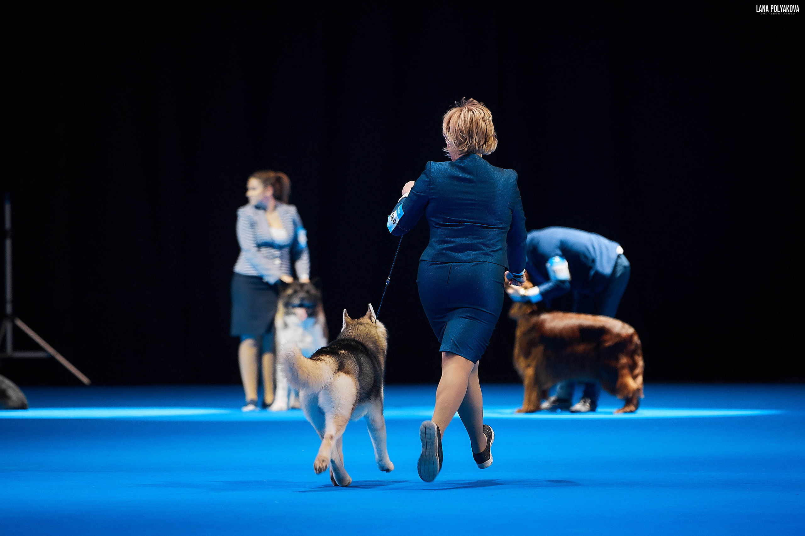 Съемки на выставке. ЕВРАЗИЯ 2019, 2 x CACIB
МВЦ КРОКУС ЭКСПО