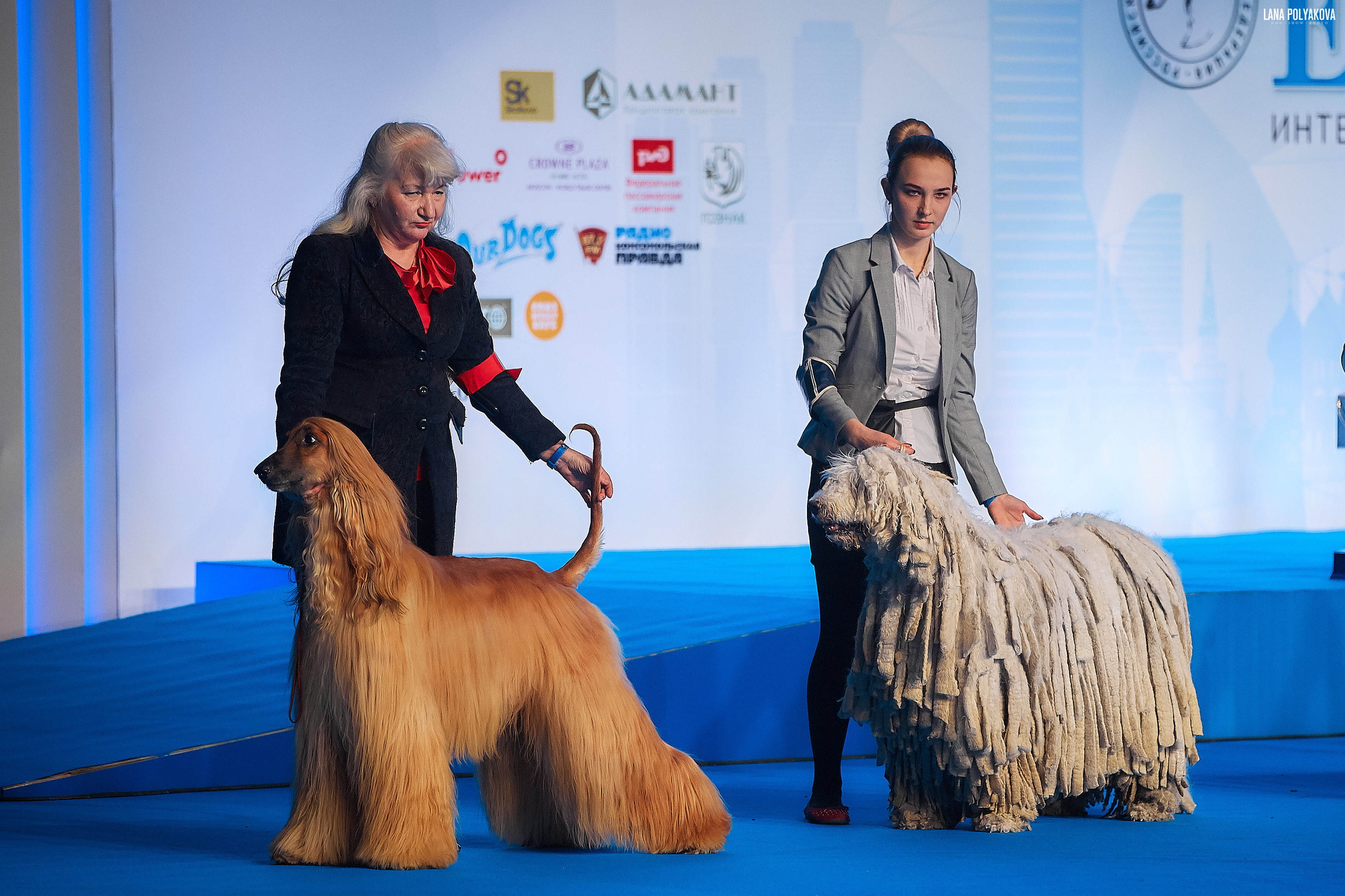 Съемки на выставке. ЕВРАЗИЯ 2019, 2 x CACIB
МВЦ КРОКУС ЭКСПО