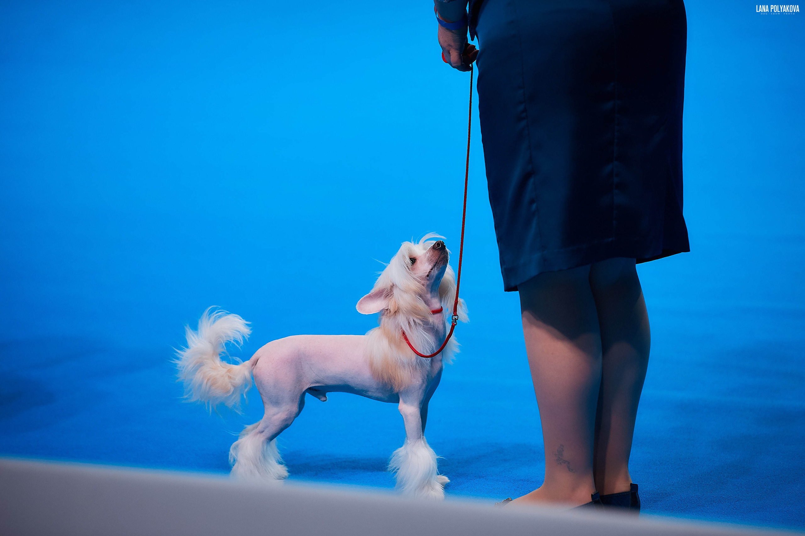 Съемки на выставке. ЕВРАЗИЯ 2019, 2 x CACIB
МВЦ КРОКУС ЭКСПО