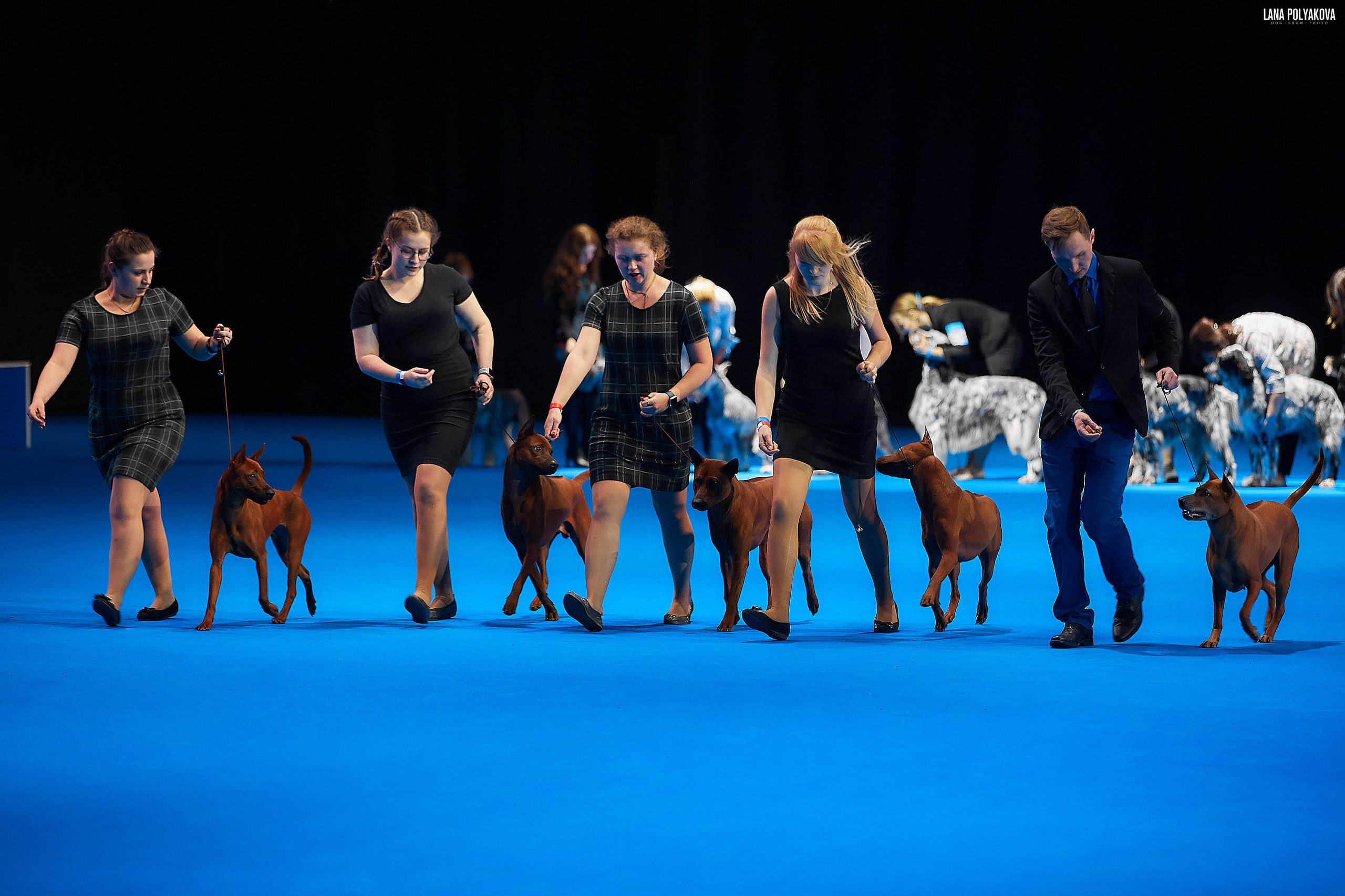 Съемки на выставке. ЕВРАЗИЯ 2019, 2 x CACIB
МВЦ КРОКУС ЭКСПО