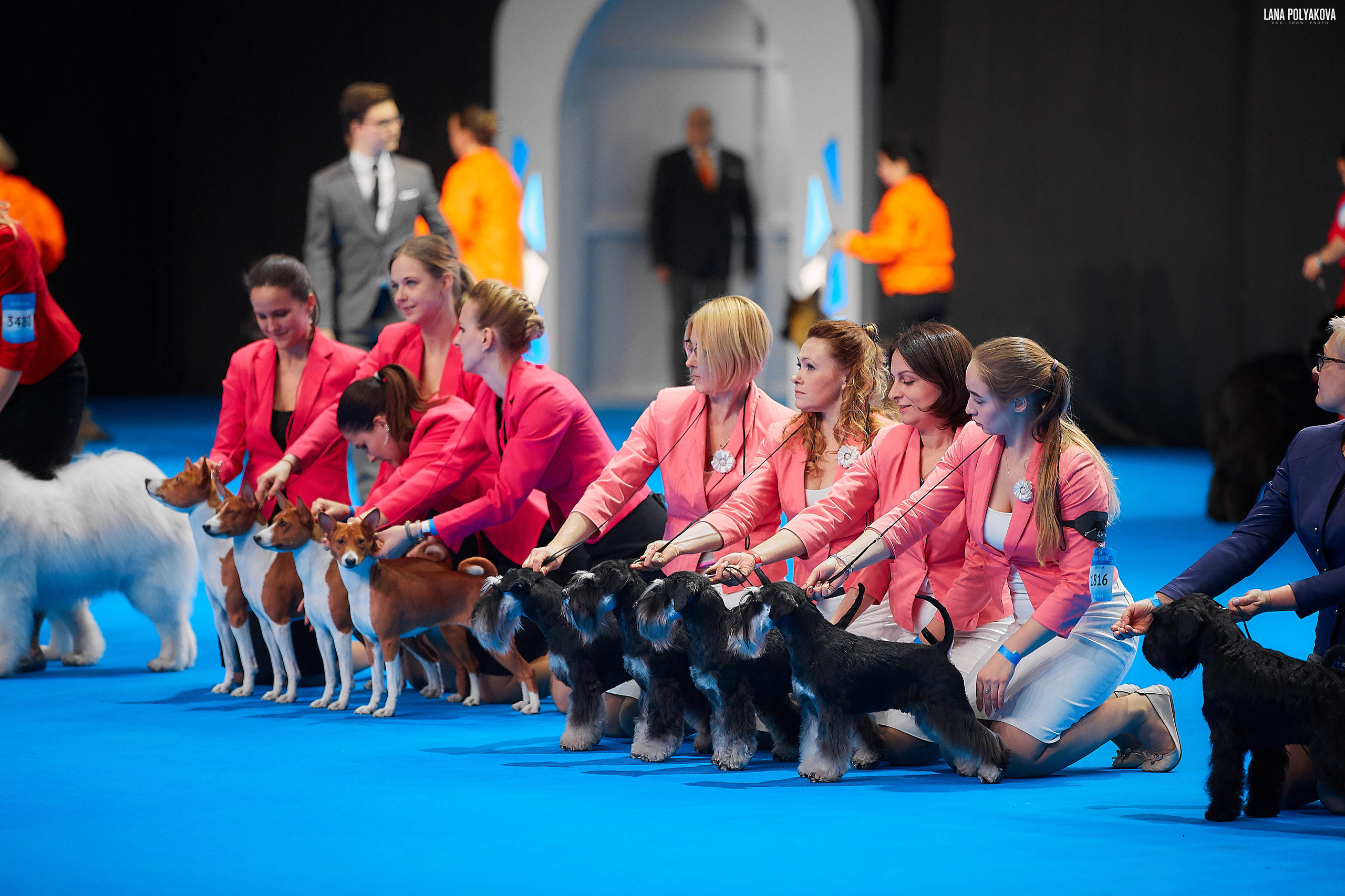 Съемки на выставке. ЕВРАЗИЯ 2019, 2 x CACIB
МВЦ КРОКУС ЭКСПО
AMORI MARTI