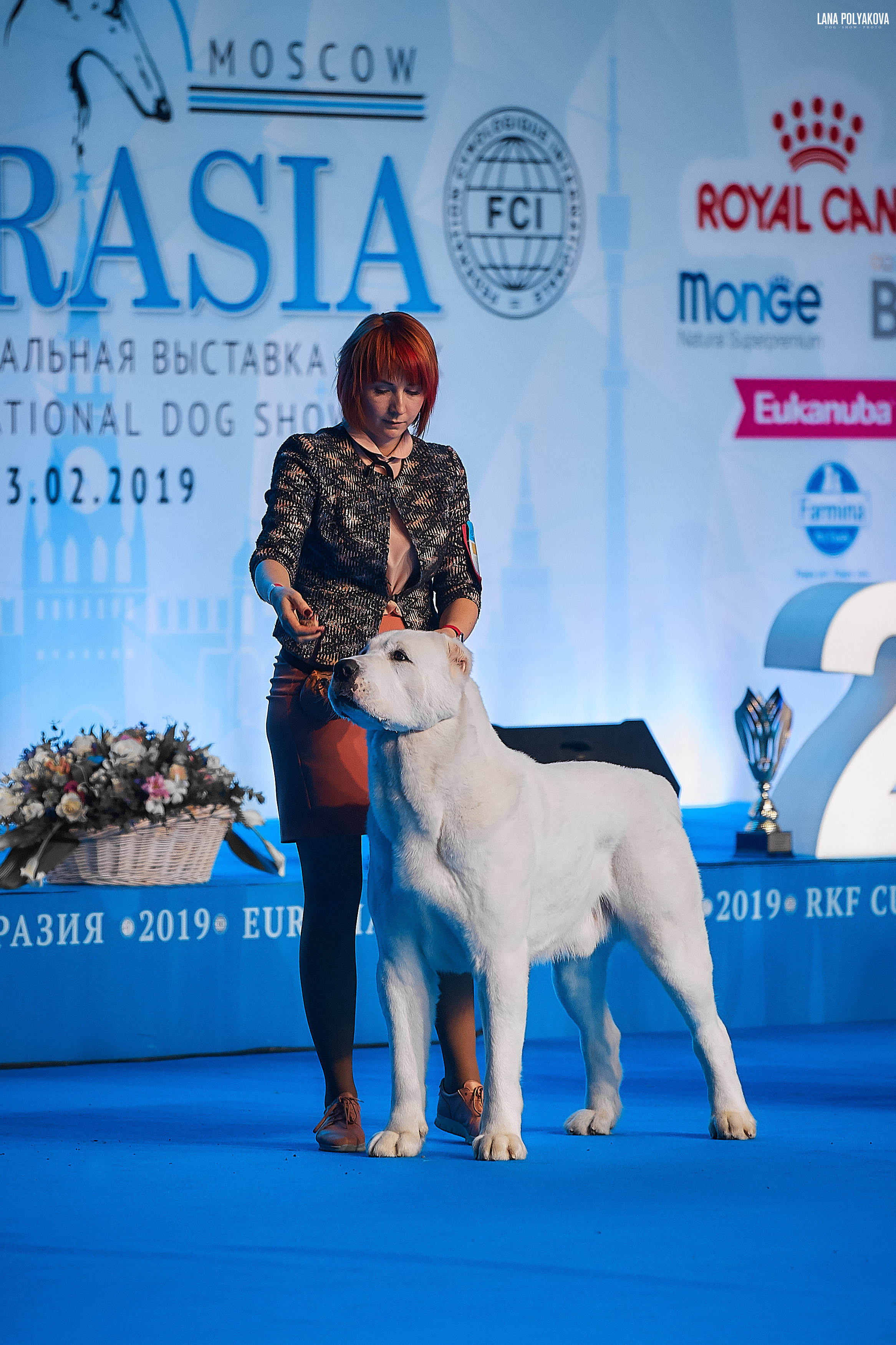 Съемки на выставке. ЕВРАЗИЯ 2019, 2 x CACIB
МВЦ КРОКУС ЭКСПО