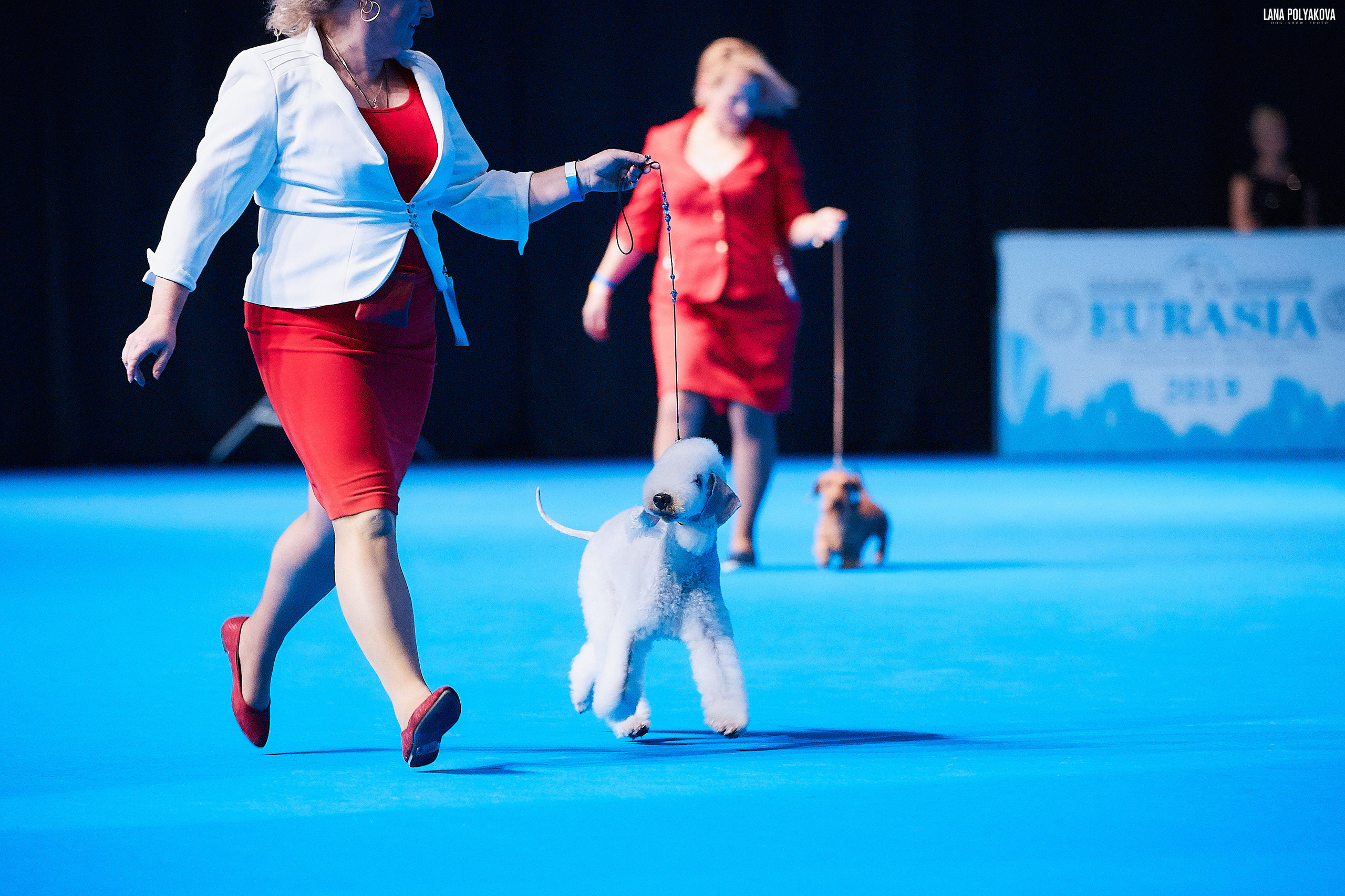 Съемки на выставке. ЕВРАЗИЯ 2019, 2 x CACIB
МВЦ КРОКУС ЭКСПО
L'END SHOW  METTI SURPRISE AT GLARE