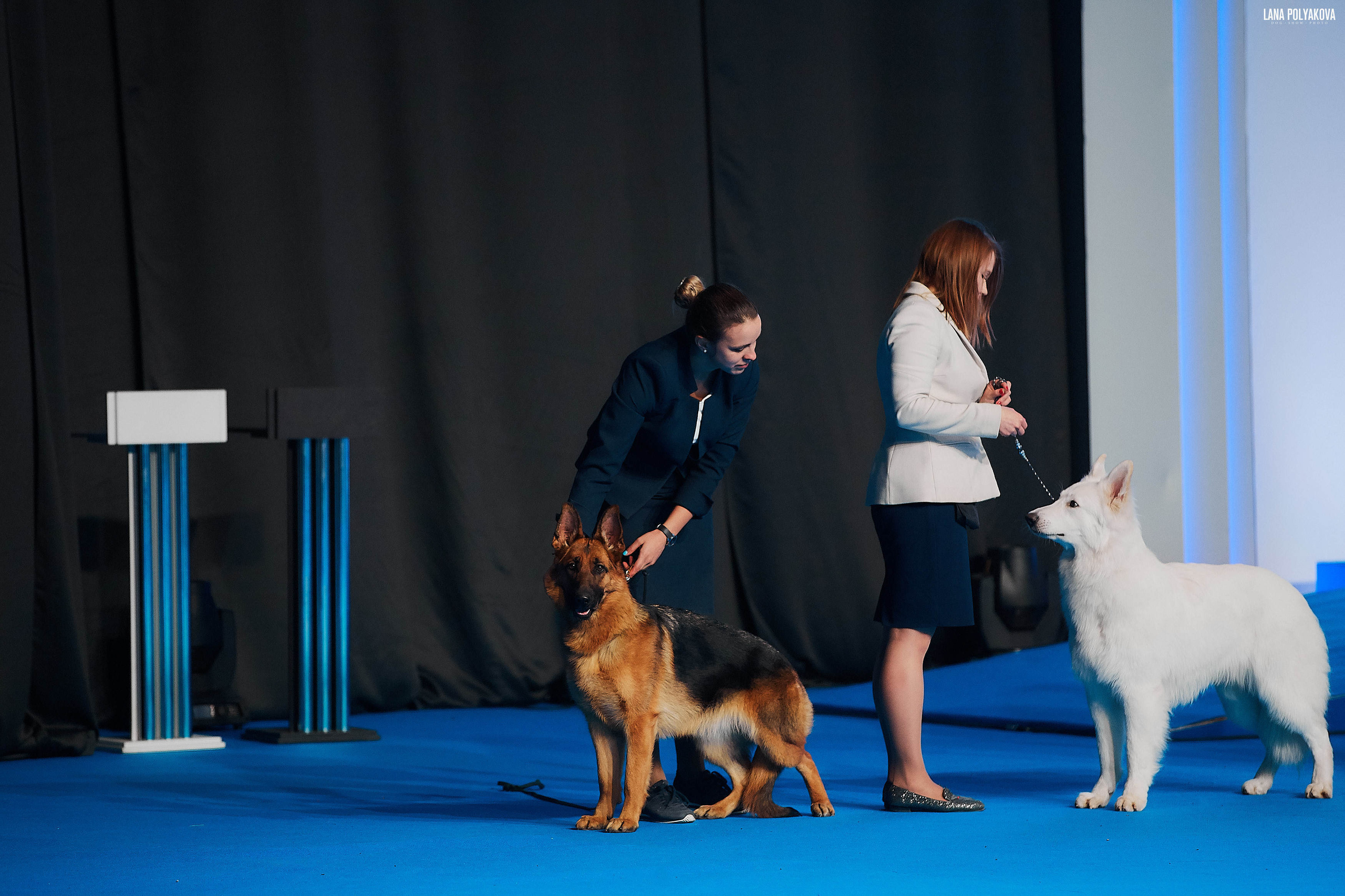 Съемки на выставке. ЕВРАЗИЯ 2019, 2 x CACIB
МВЦ КРОКУС ЭКСПО