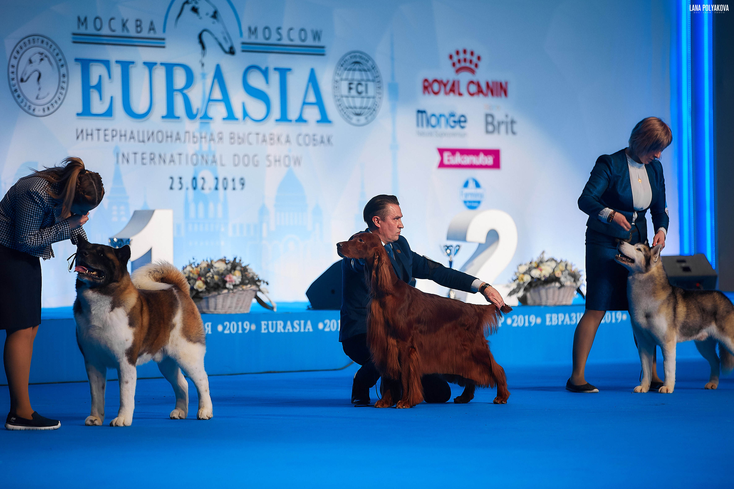 Съемки на выставке. ЕВРАЗИЯ 2019, 2 x CACIB
МВЦ КРОКУС ЭКСПО