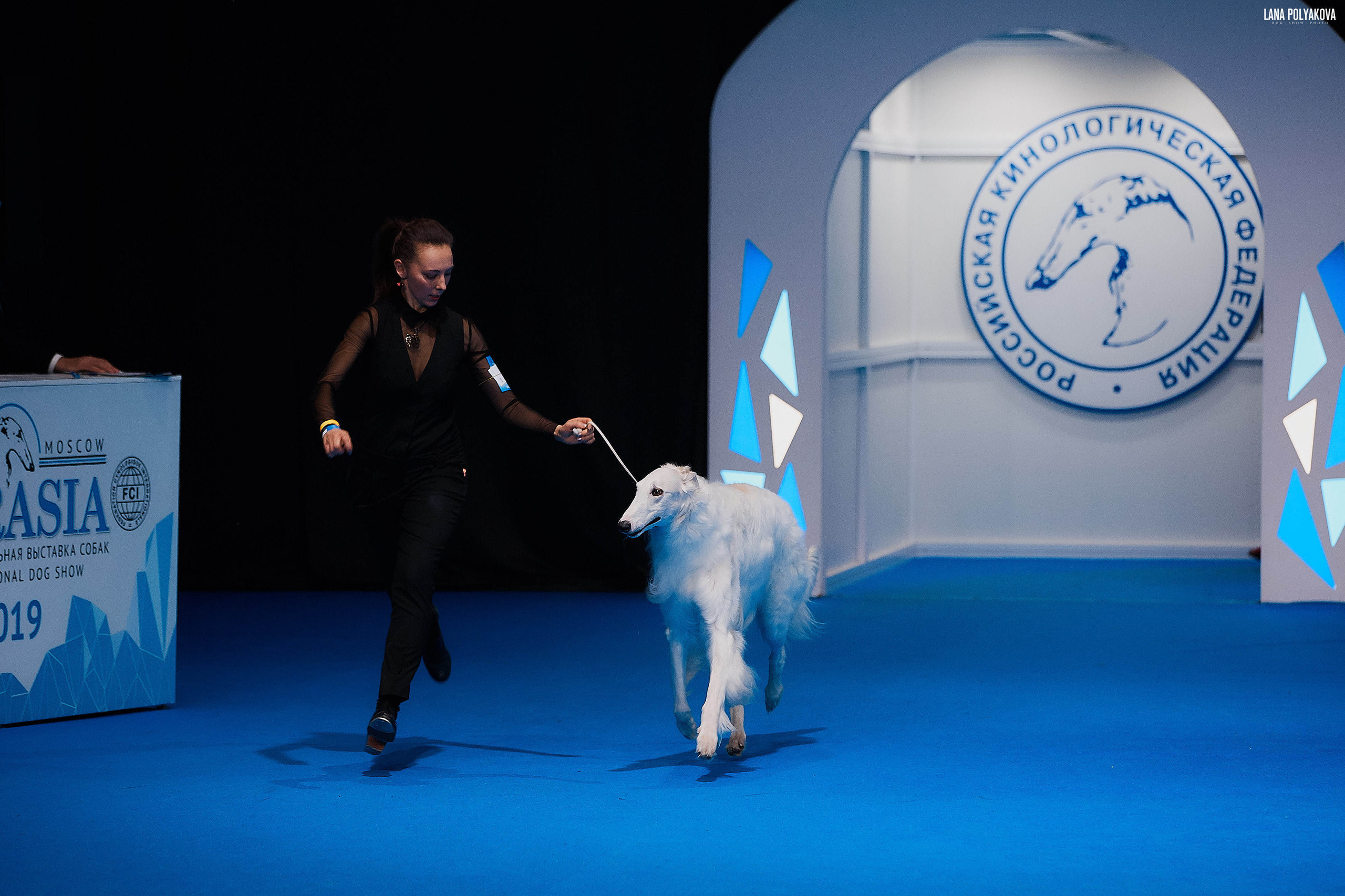 Съемки на выставке. ЕВРАЗИЯ 2019, 2 x CACIB
МВЦ КРОКУС ЭКСПО