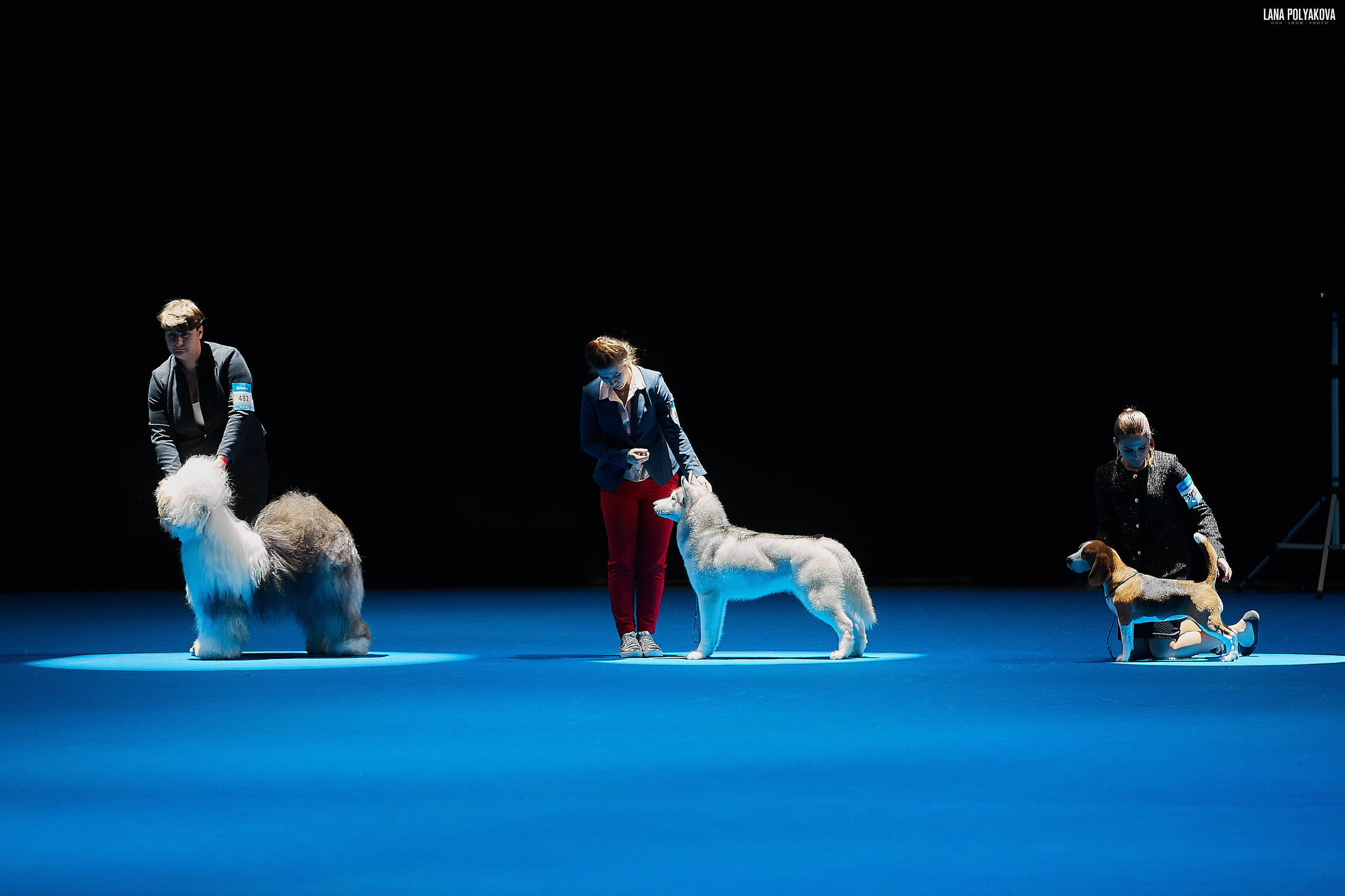 Съемки на выставке. ЕВРАЗИЯ 2019, 2 x CACIB
МВЦ КРОКУС ЭКСПО