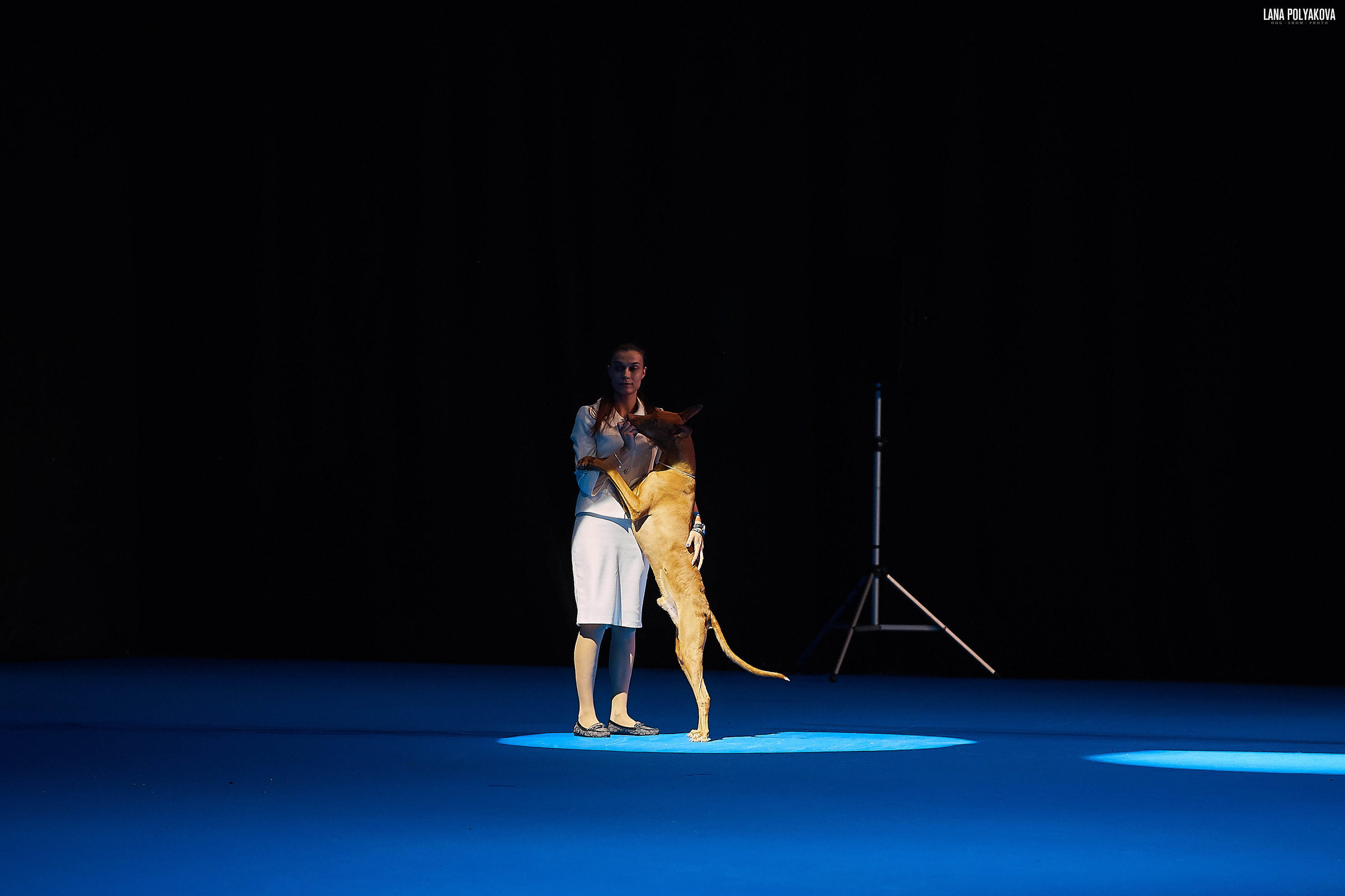 Съемки на выставке. ЕВРАЗИЯ 2019, 2 x CACIB
МВЦ КРОКУС ЭКСПО