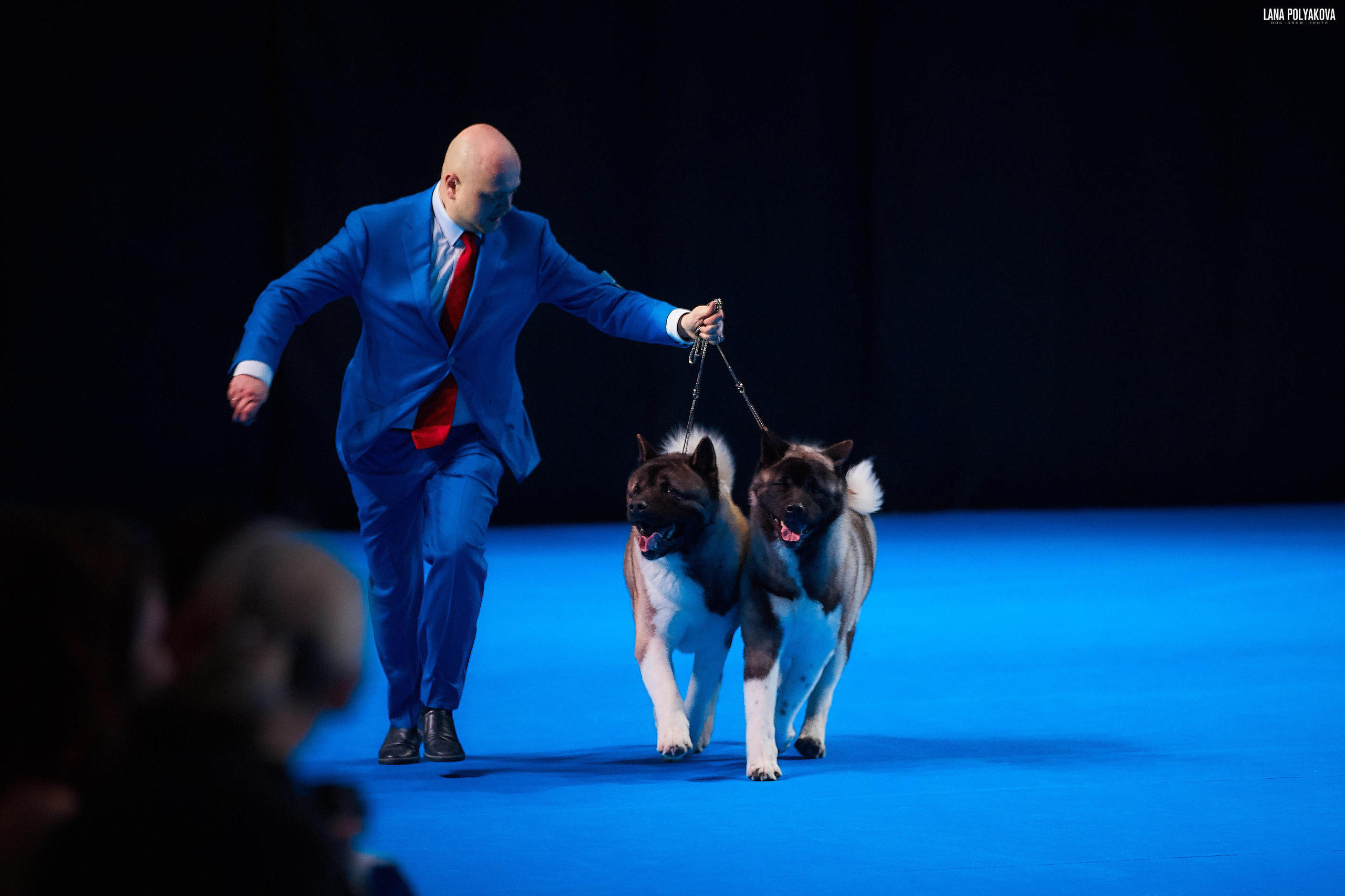 Съемки на выставке. ЕВРАЗИЯ 2019, 2 x CACIB
МВЦ КРОКУС ЭКСПО