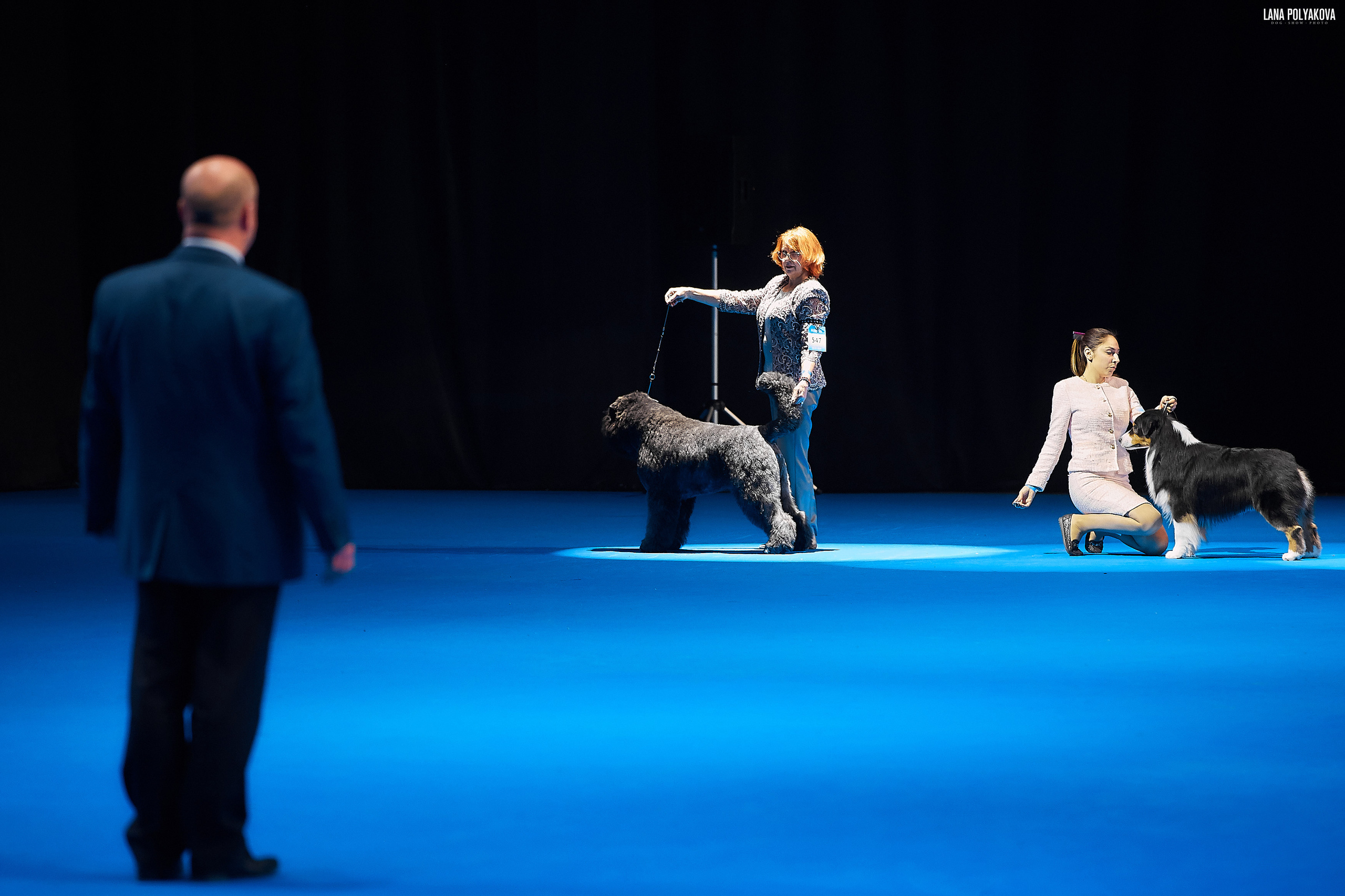 Съемки на выставке. ЕВРАЗИЯ 2019, 2 x CACIB
МВЦ КРОКУС ЭКСПО