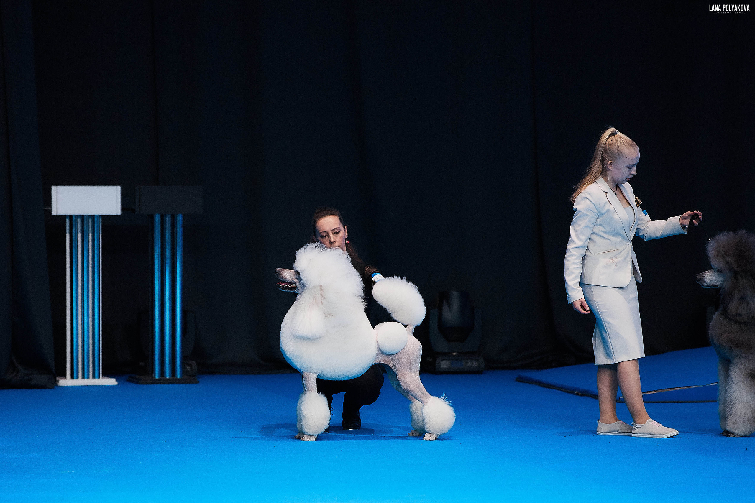 Съемки на выставке. ЕВРАЗИЯ 2019, 2 x CACIB
МВЦ КРОКУС ЭКСПО