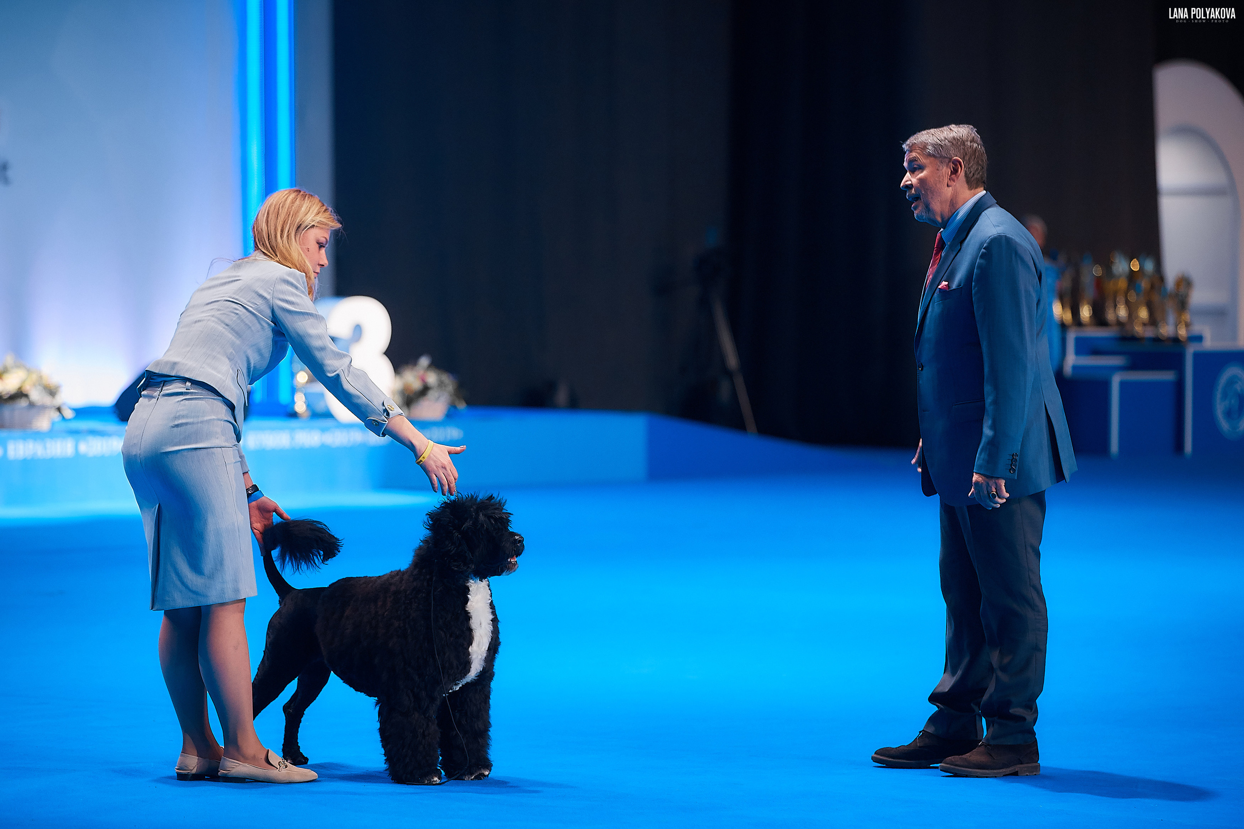 Съемки на выставке. ЕВРАЗИЯ 2019, 2 x CACIB
МВЦ КРОКУС ЭКСПО
HIGH WINDS LITTLE BUDDY