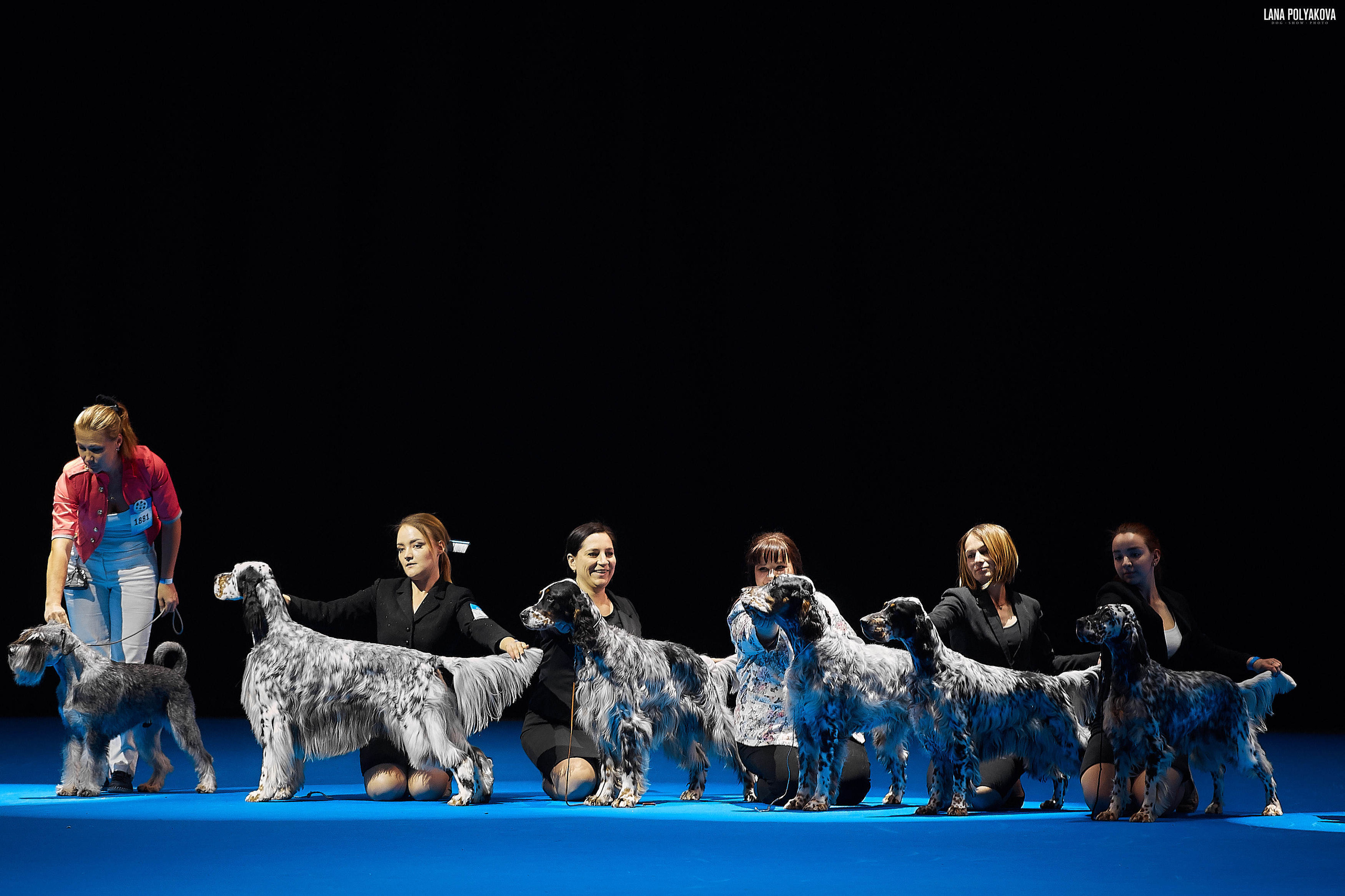 Съемки на выставке. ЕВРАЗИЯ 2019, 2 x CACIB
МВЦ КРОКУС ЭКСПО
LUCKSHERAY FROM ROLEX