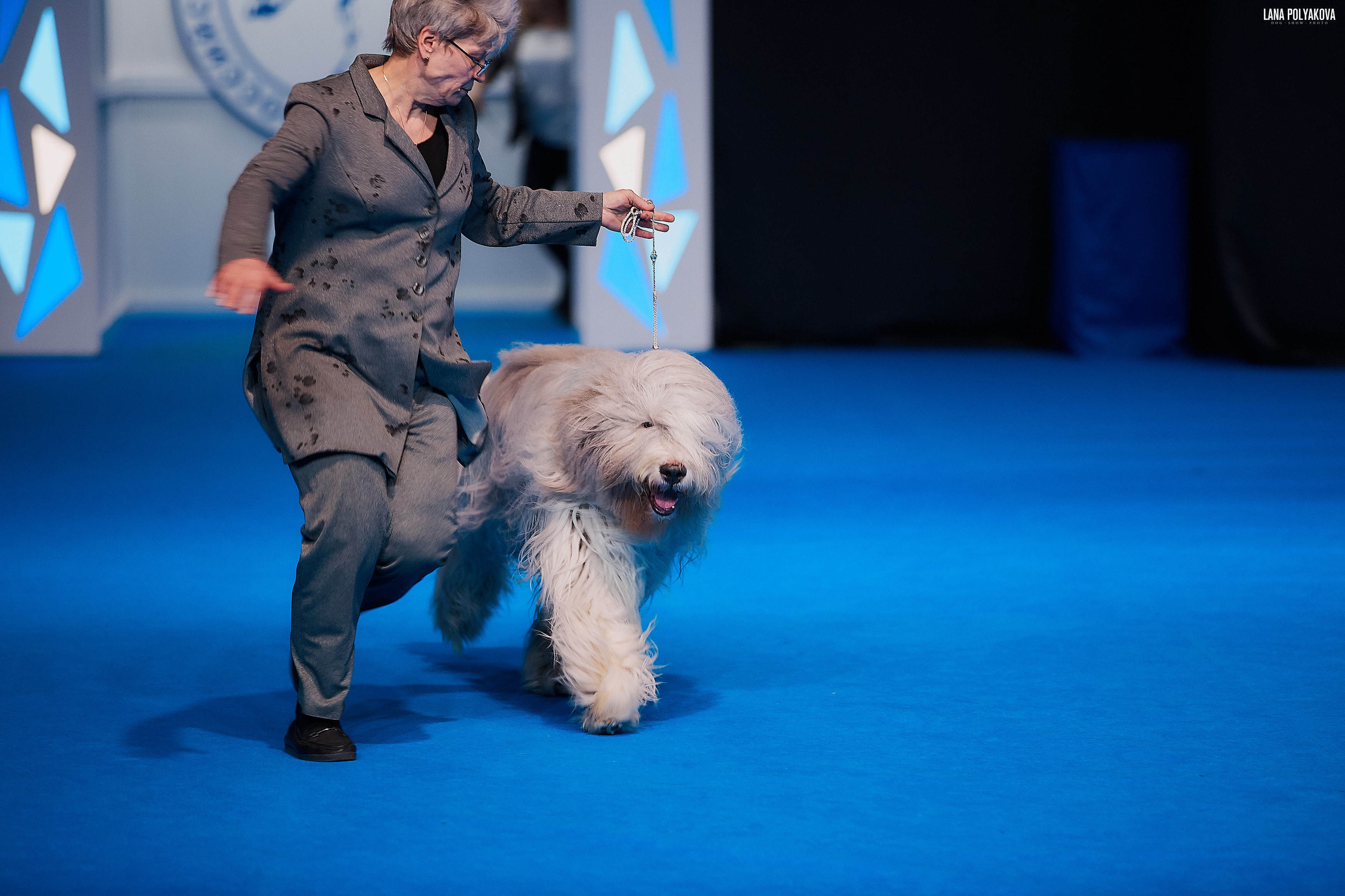 Съемки на выставке. ЕВРАЗИЯ 2019, 2 x CACIB
МВЦ КРОКУС ЭКСПО