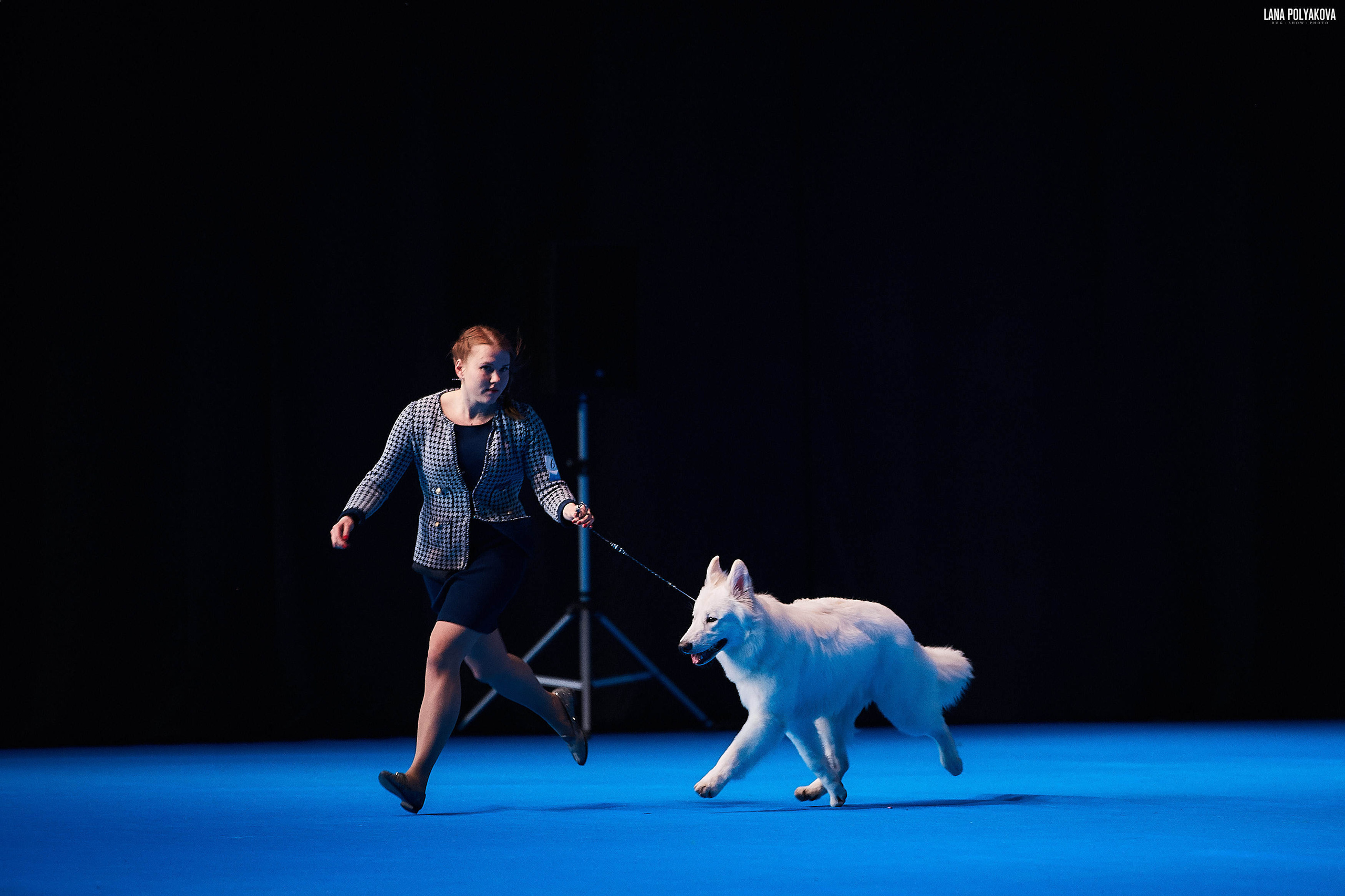 Съемки на выставке. ЕВРАЗИЯ 2019, 2 x CACIB
МВЦ КРОКУС ЭКСПО