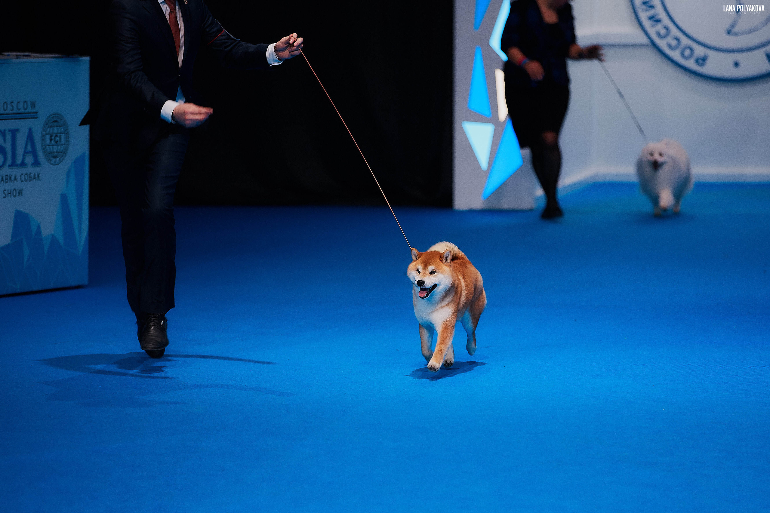 Съемки на выставке. ЕВРАЗИЯ 2019, 2 x CACIB
МВЦ КРОКУС ЭКСПО