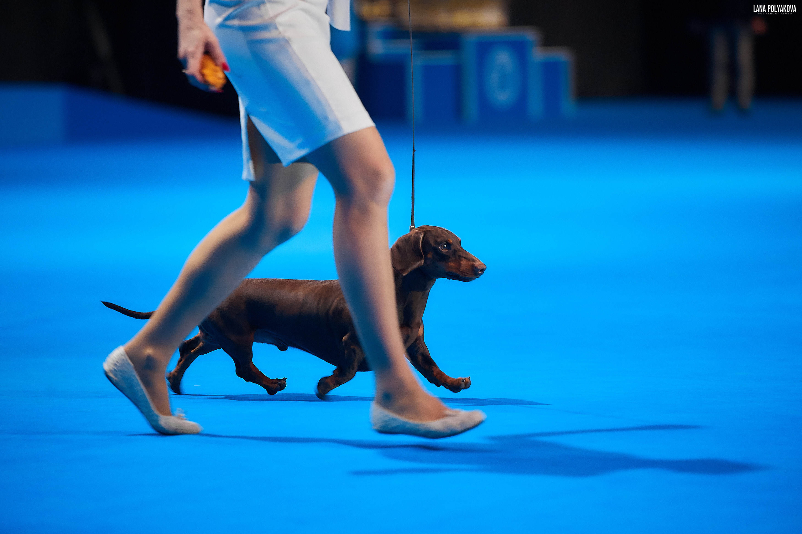 Съемки на выставке. ЕВРАЗИЯ 2019, 2 x CACIB
МВЦ КРОКУС ЭКСПО
SHEIH IZ STRANI GREZ