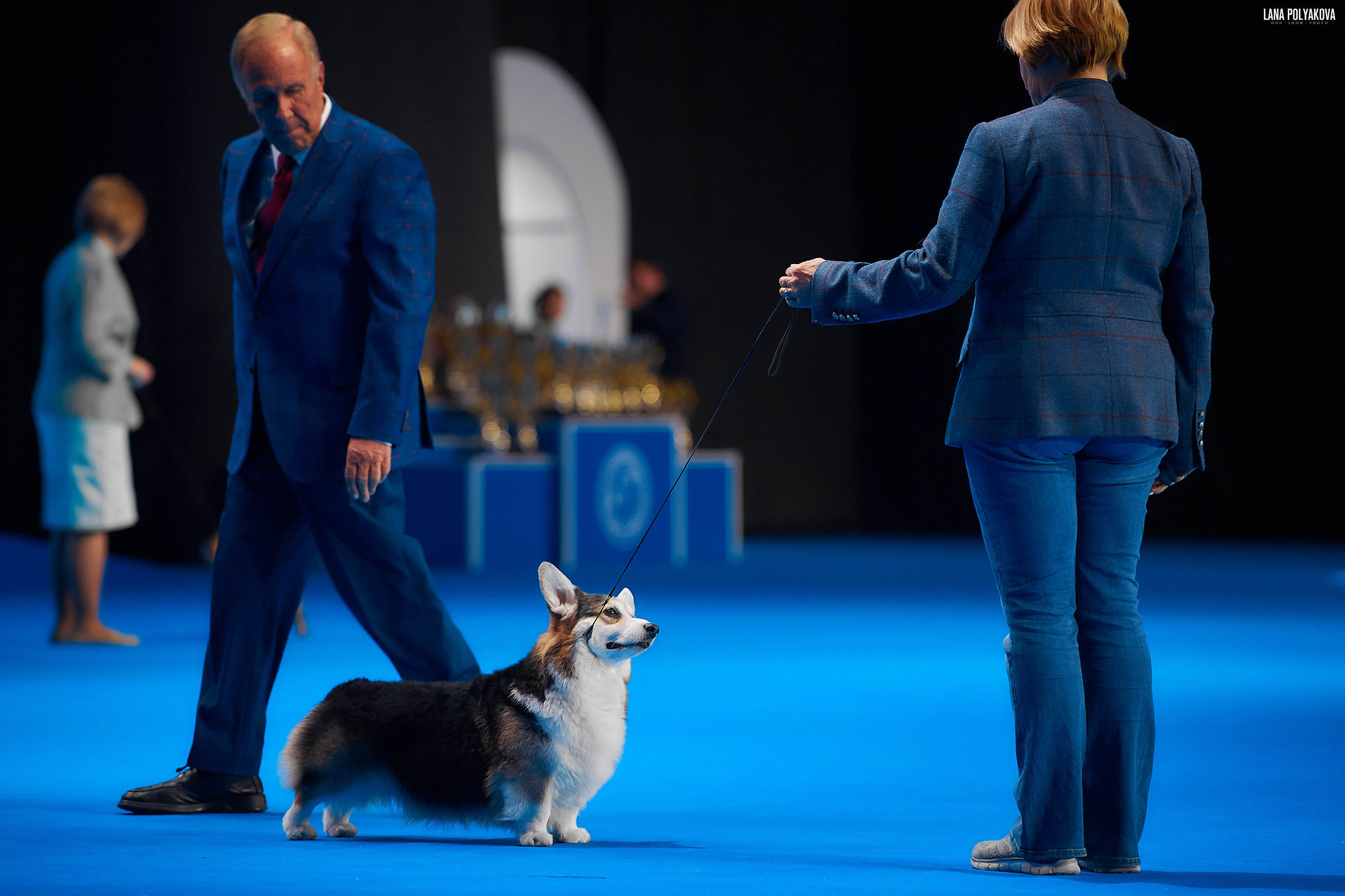 Съемки на выставке. ЕВРАЗИЯ 2019, 2 x CACIB
МВЦ КРОКУС ЭКСПО
ANDVOL MERCURY
