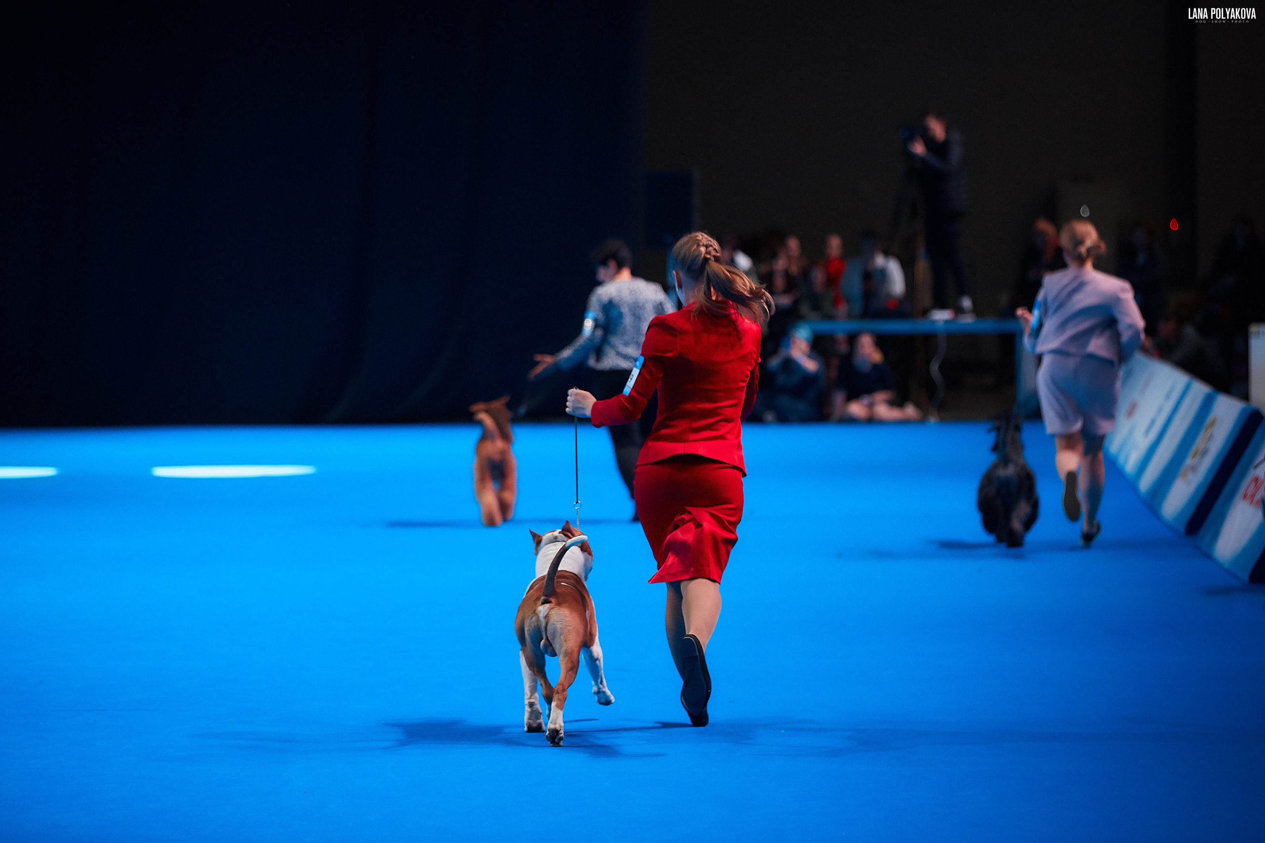 Съемки на выставке. ЕВРАЗИЯ 2019, 2 x CACIB
МВЦ КРОКУС ЭКСПО