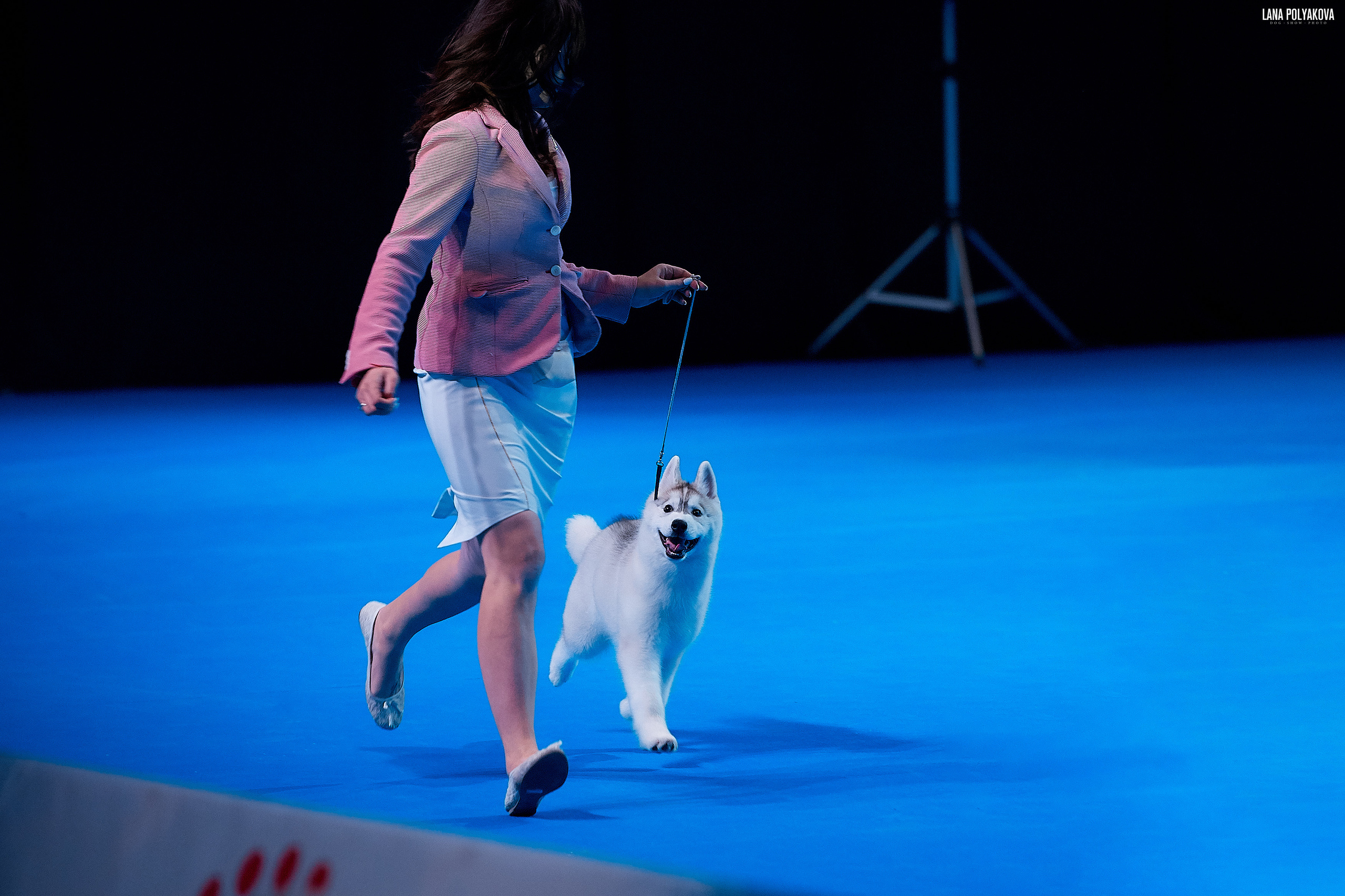 Съемки на выставке. ЕВРАЗИЯ 2019, 2 x CACIB
МВЦ КРОКУС ЭКСПО
Winter Melody Calm Like A Bomb