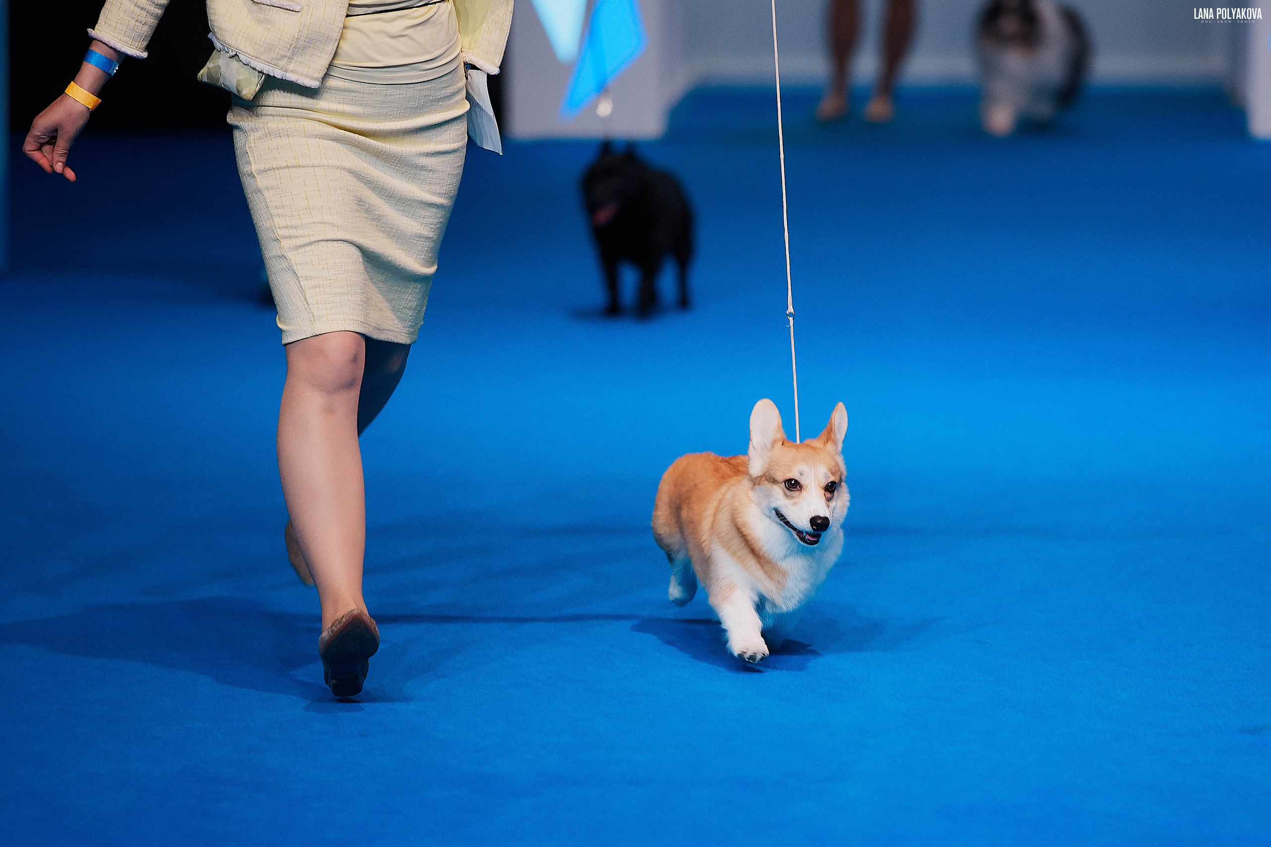 Съемки на выставке. ЕВРАЗИЯ 2019, 2 x CACIB
МВЦ КРОКУС ЭКСПО