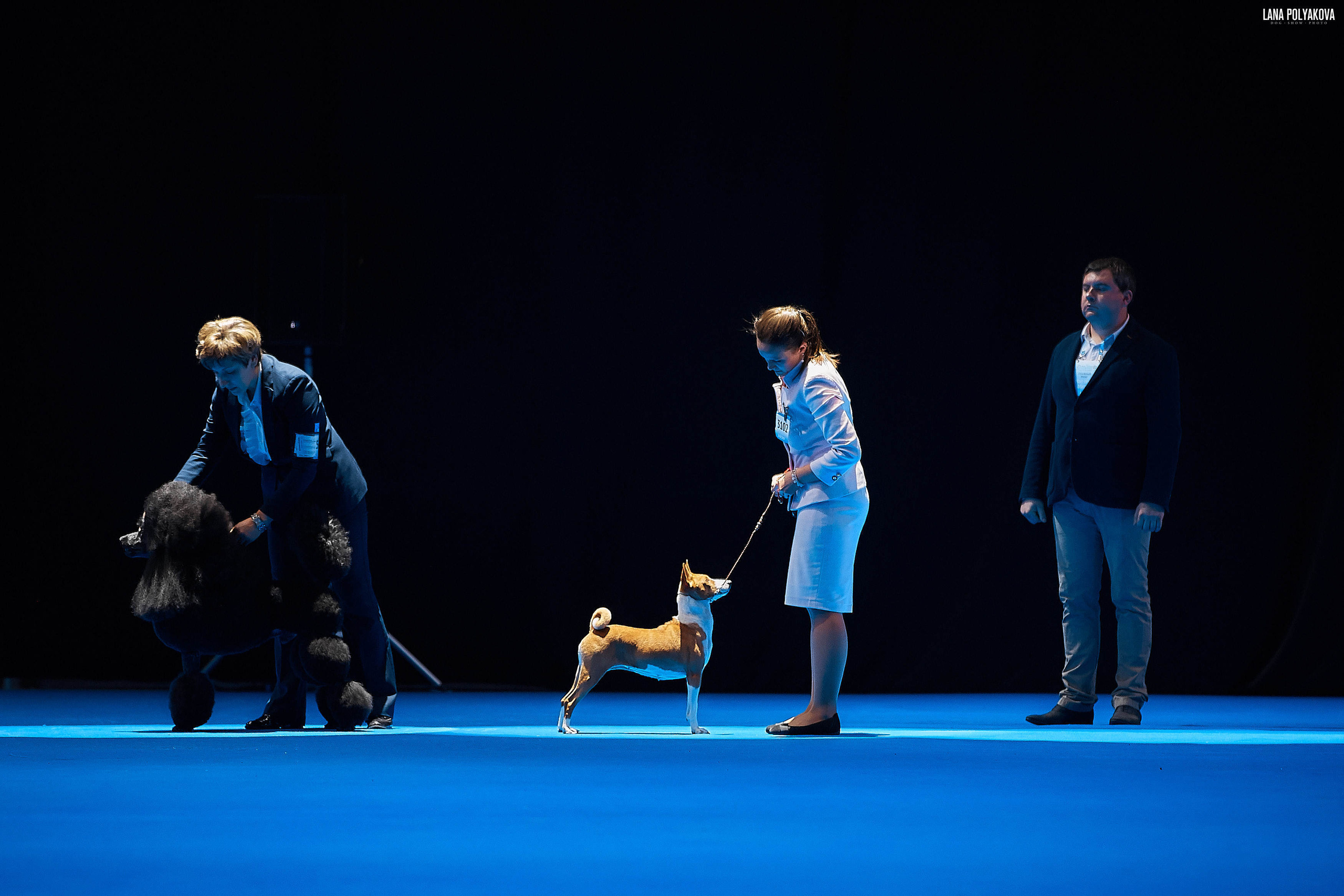 Съемки на выставке. ЕВРАЗИЯ 2019, 2 x CACIB
МВЦ КРОКУС ЭКСПО
BUPE ITAPUCA