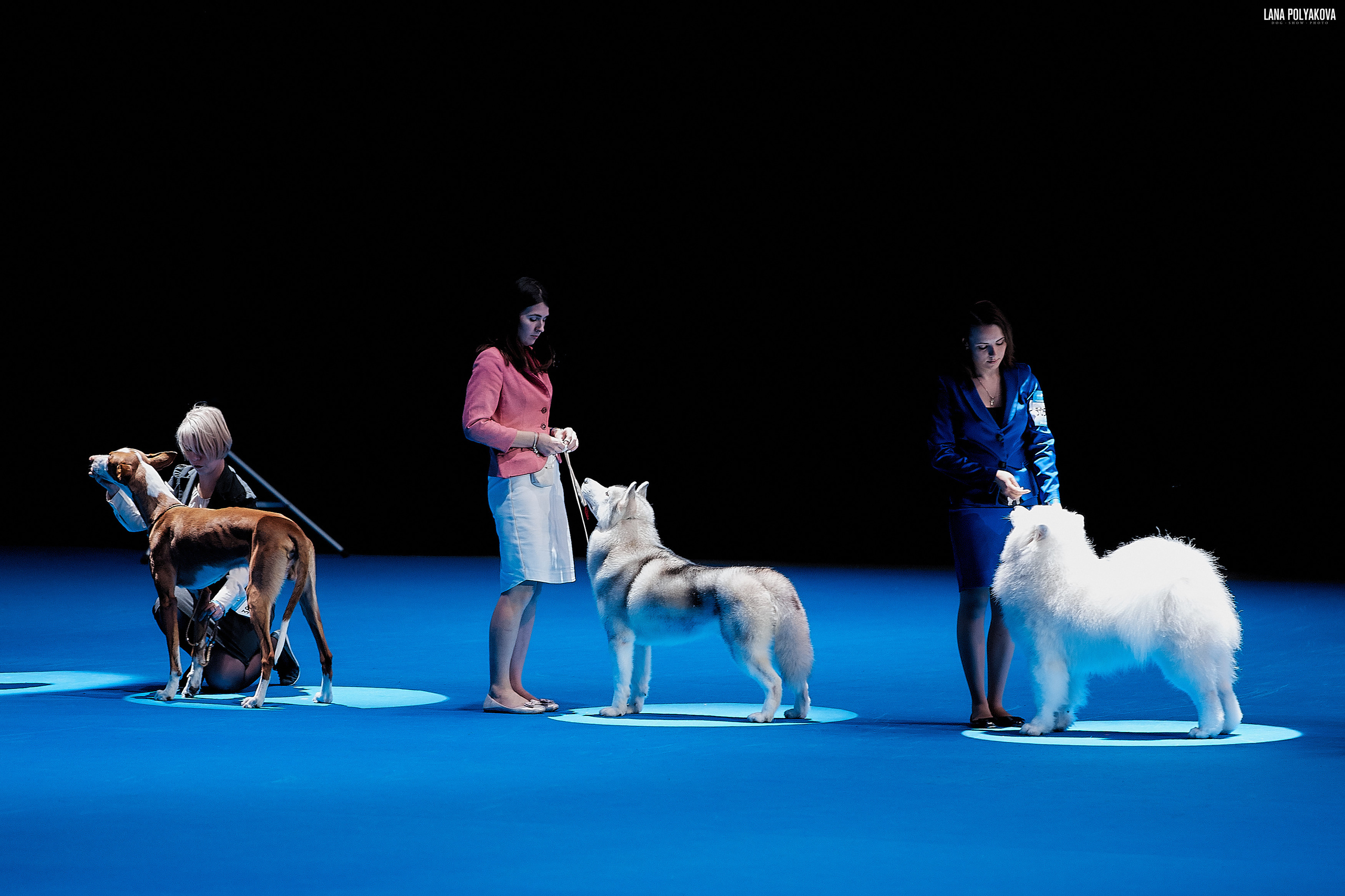 Съемки на выставке. ЕВРАЗИЯ 2019, 2 x CACIB
МВЦ КРОКУС ЭКСПО