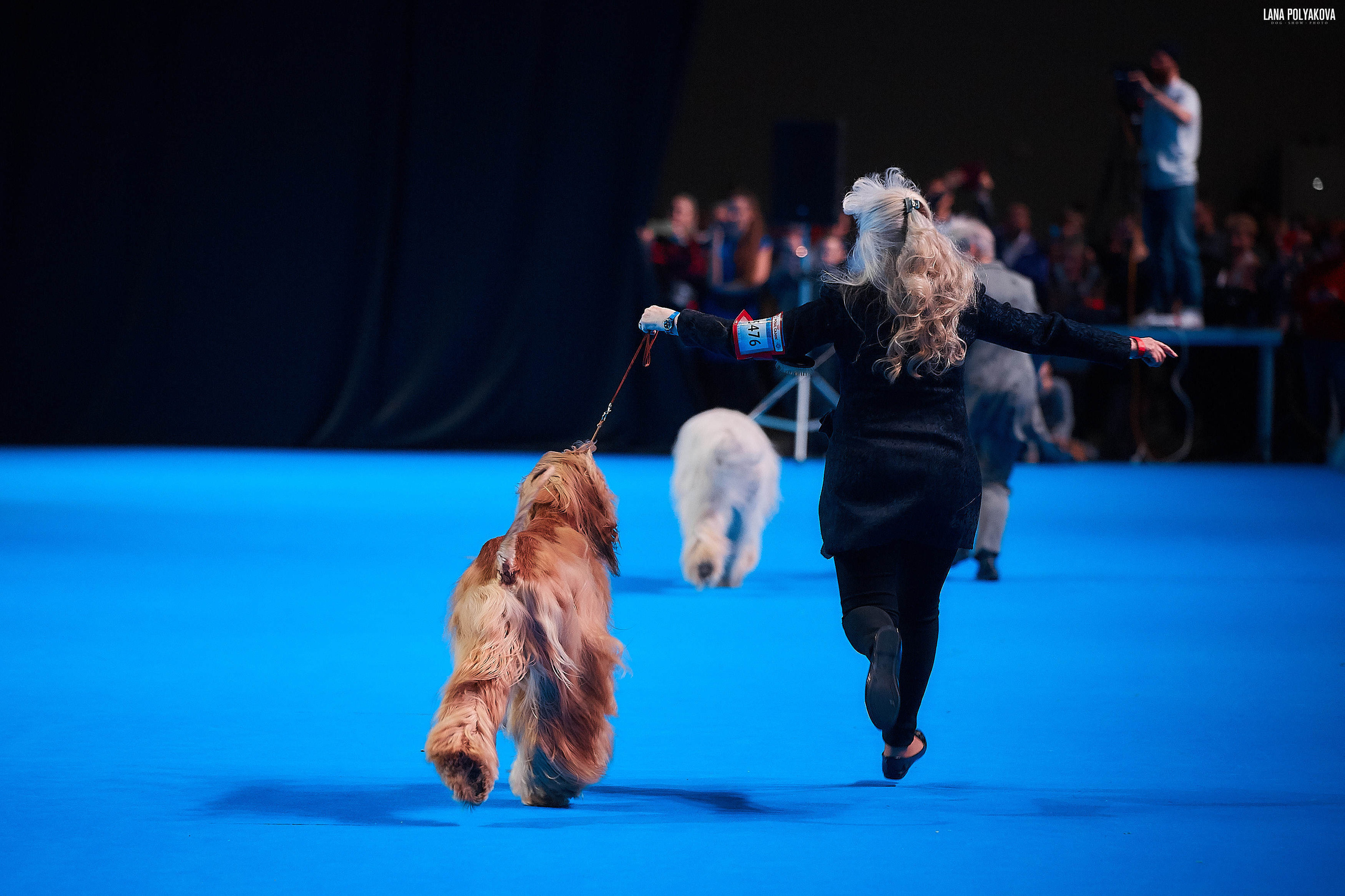 Съемки на выставке. ЕВРАЗИЯ 2019, 2 x CACIB
МВЦ КРОКУС ЭКСПО