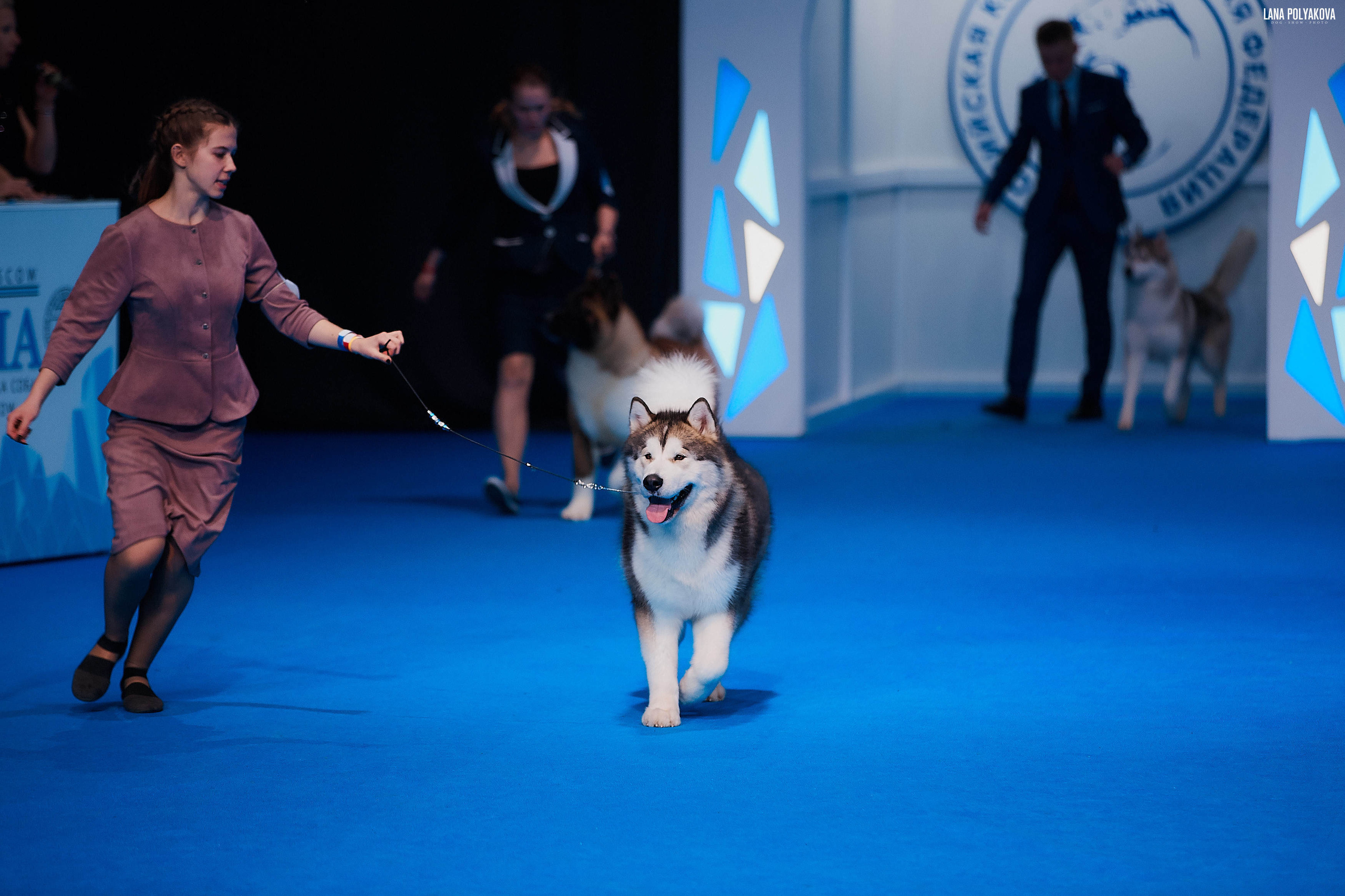 Съемки на выставке. ЕВРАЗИЯ 2019, 2 x CACIB
МВЦ КРОКУС ЭКСПО