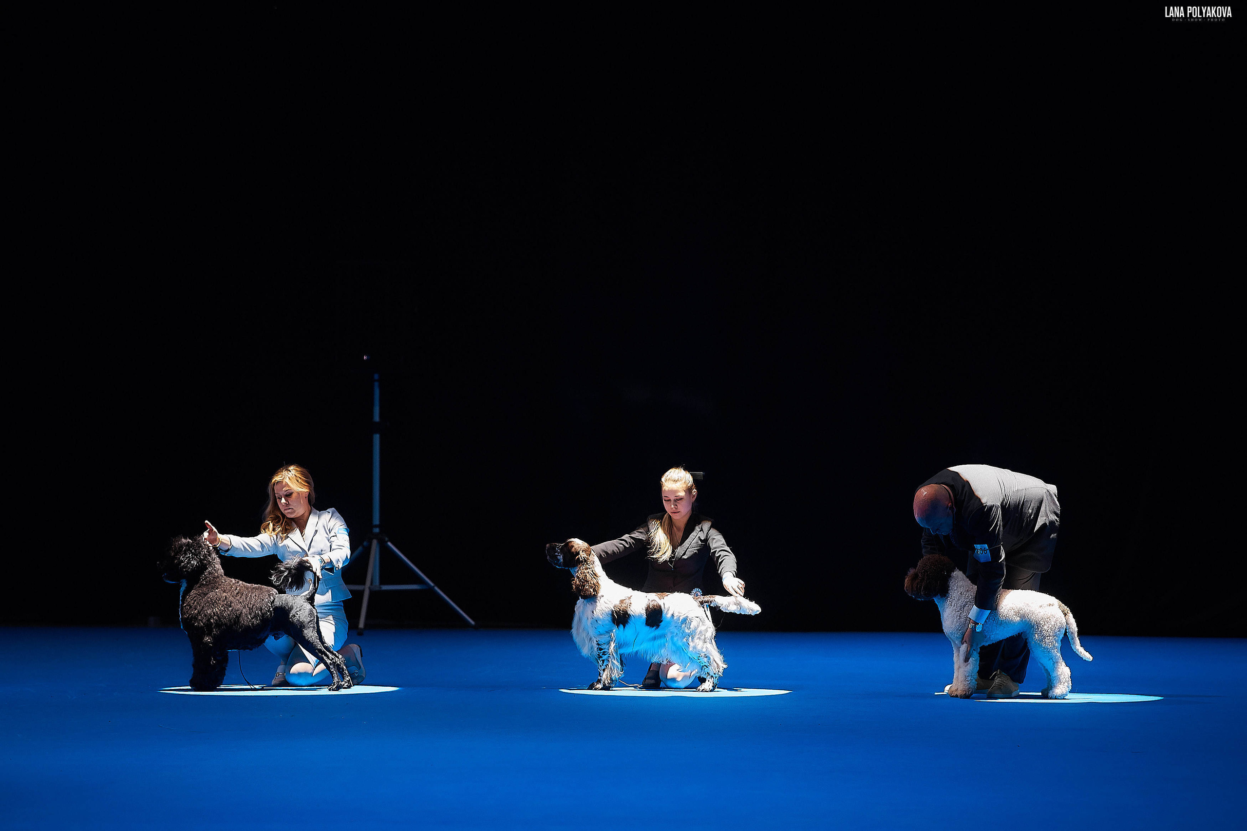 Съемки на выставке. ЕВРАЗИЯ 2019, 2 x CACIB
МВЦ КРОКУС ЭКСПО