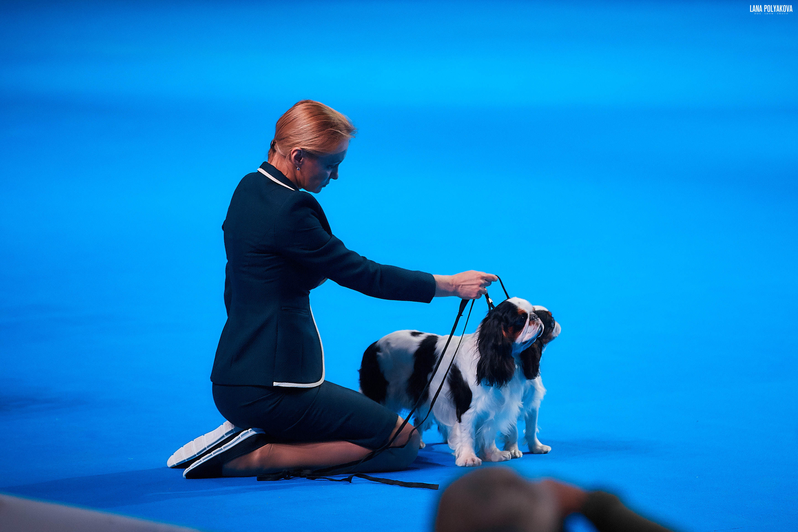 Съемки на выставке. ЕВРАЗИЯ 2019, 2 x CACIB
МВЦ КРОКУС ЭКСПО