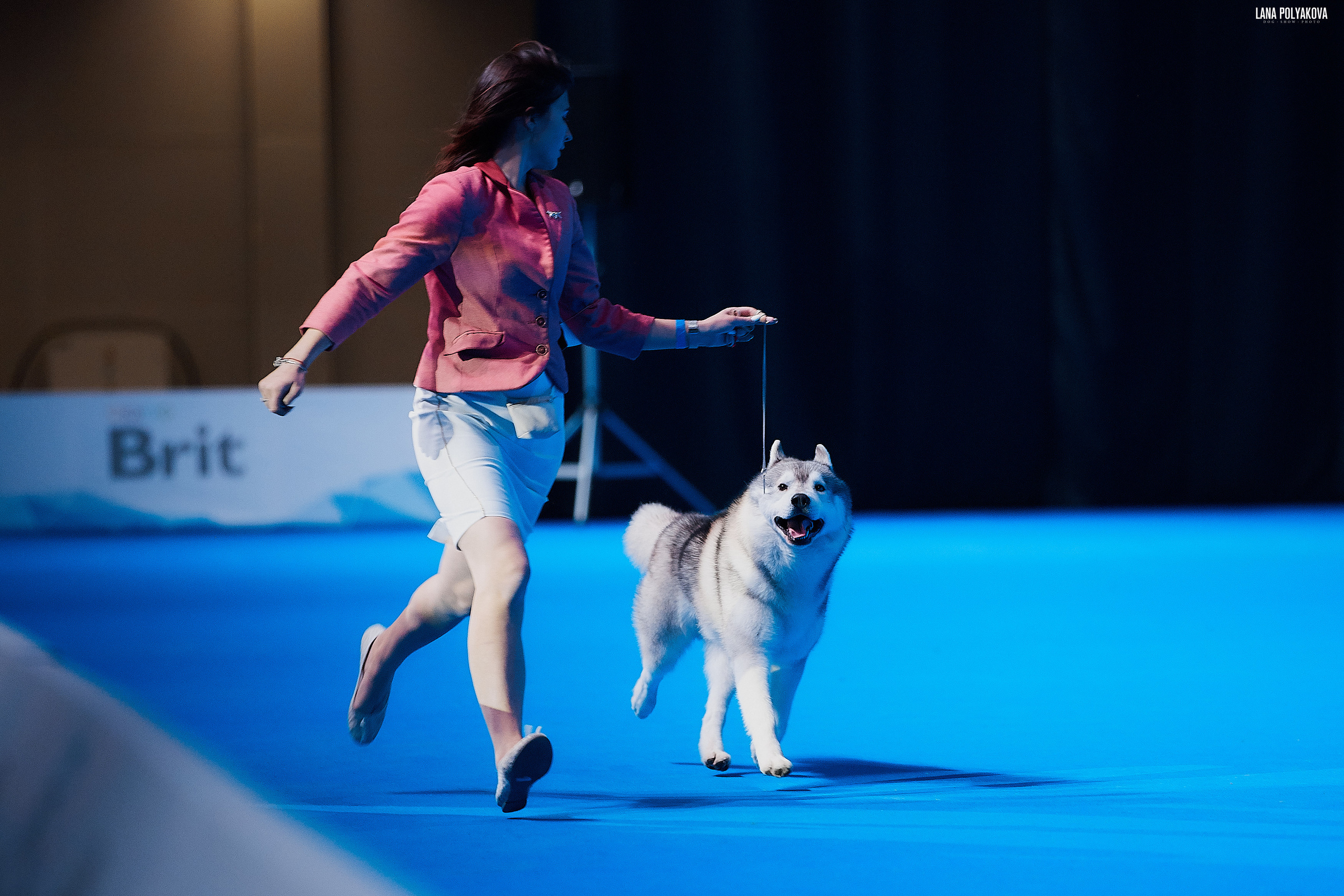 Съемки на выставке. ЕВРАЗИЯ 2019, 2 x CACIB
МВЦ КРОКУС ЭКСПО
Chudni Medvezhonok Running To Win
