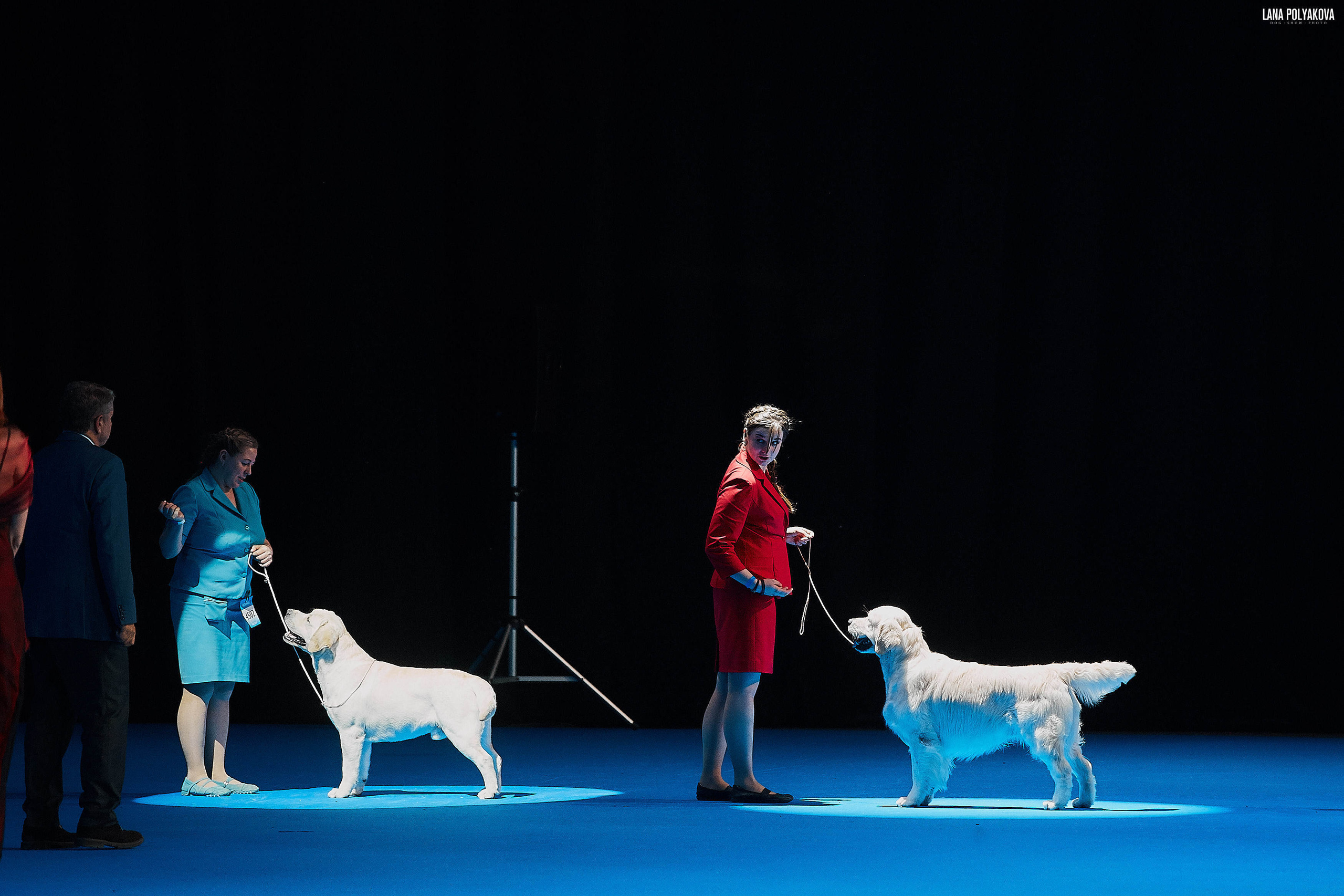 Съемки на выставке. ЕВРАЗИЯ 2019, 2 x CACIB
МВЦ КРОКУС ЭКСПО