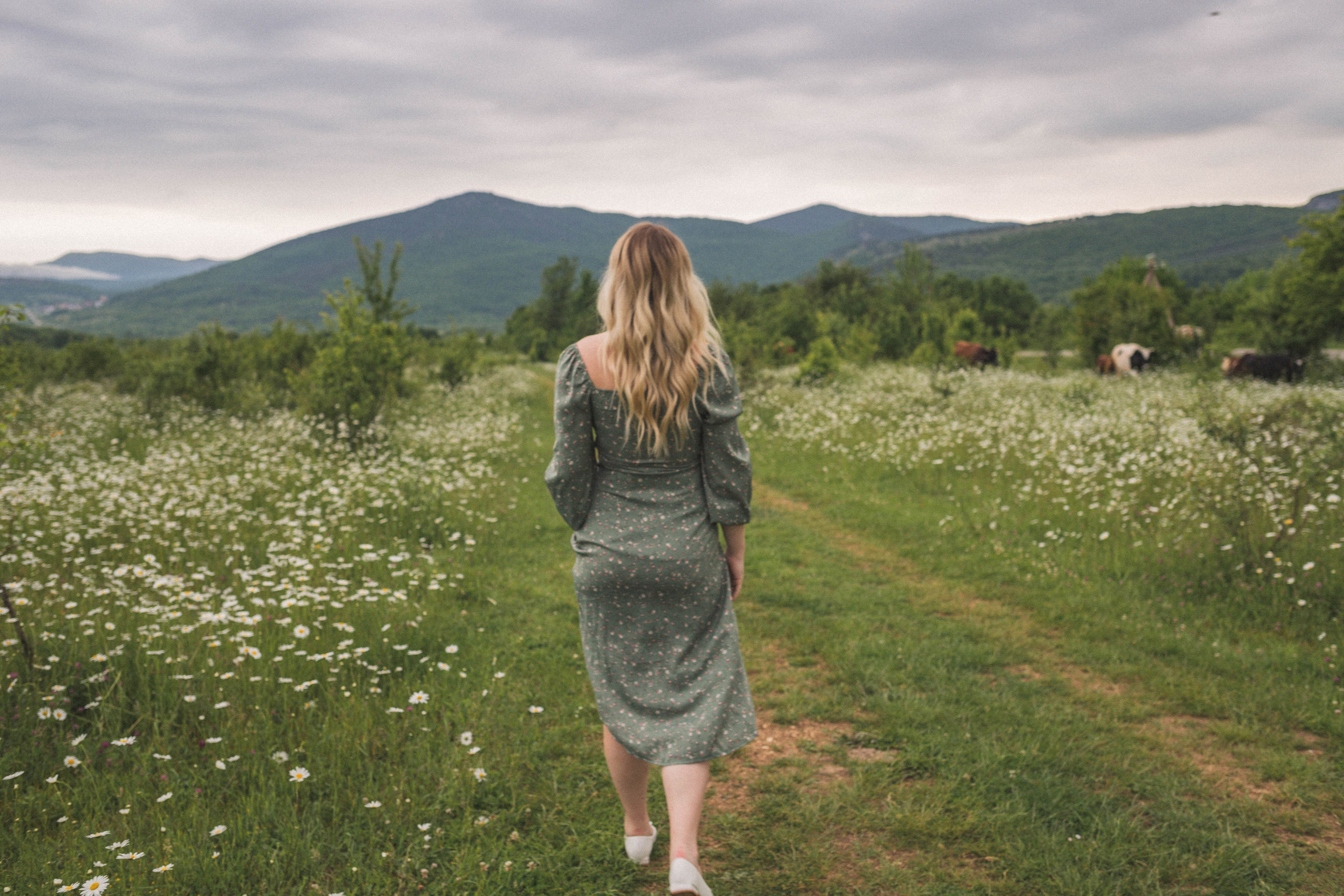 РОМАШКИ. Фотограф Немазенко Ольга