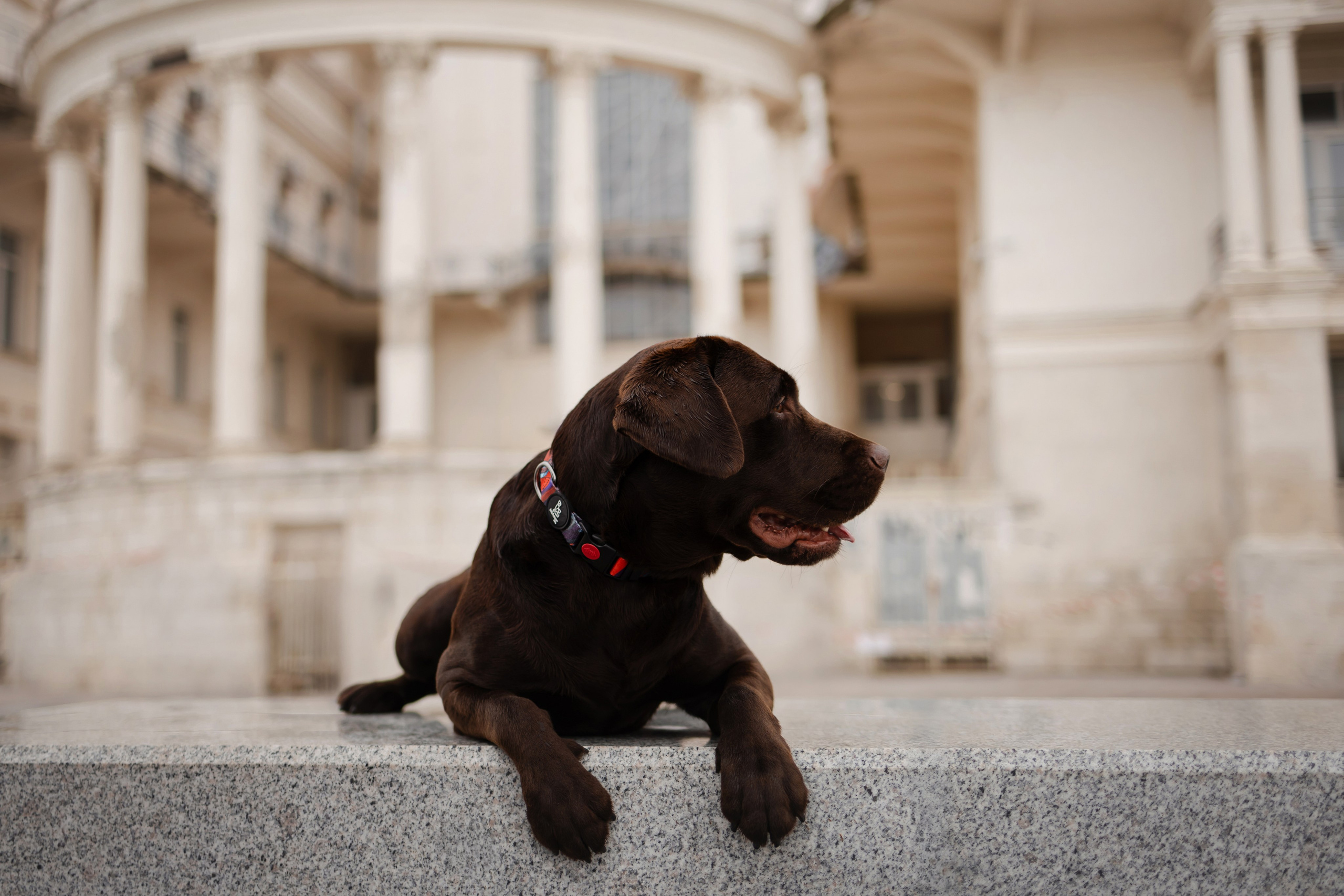 Фотосессия в центре Севастополя. Фотограф-анималист в Краснодаре Маша Мельникова