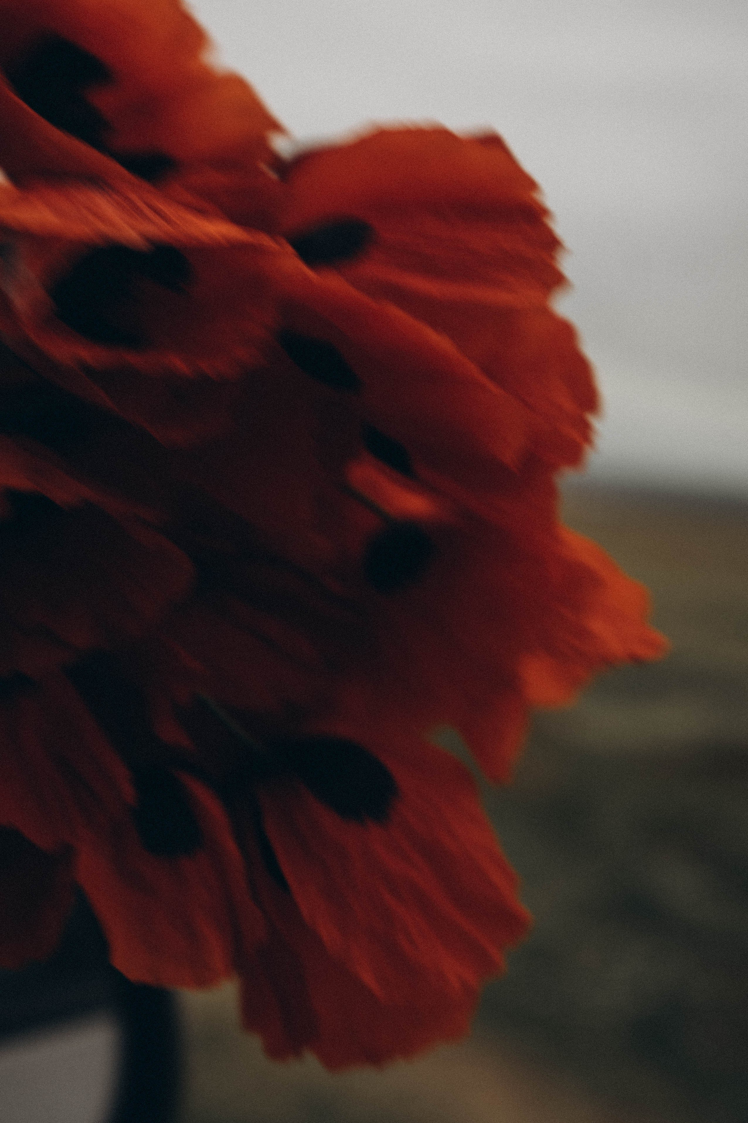 Кавказ. Профессиональный фотограф, Санкт-Петербург — Виктория Богомолова