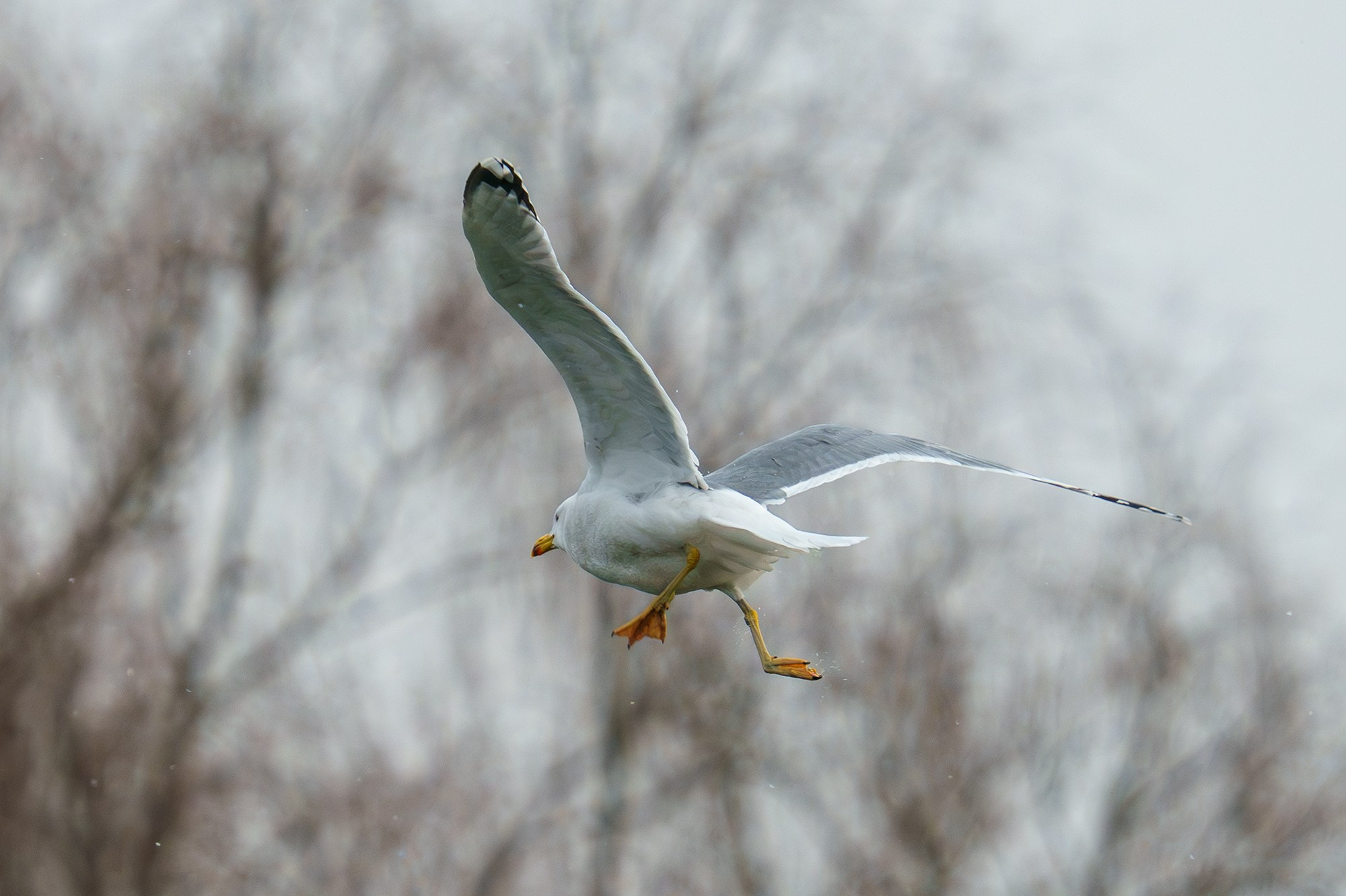 Удивительные мир птиц. Вокруг нас столько прекрасного — присмотритесь!. Ваш личный фотограф Марина Волкова