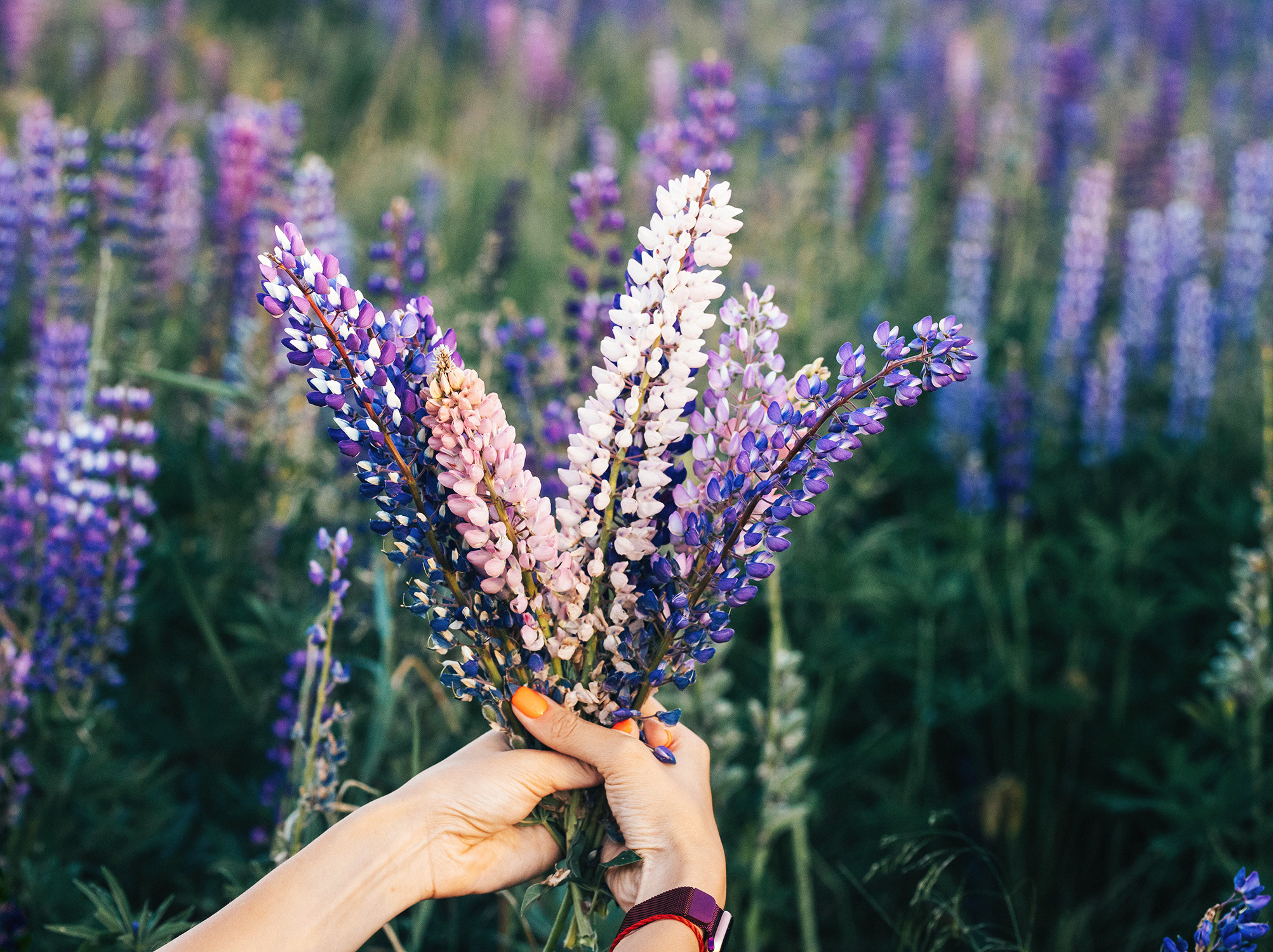 Люпины. Фотограф в Кронштадте и Санкт-Петербурге Анастасия Коваленко