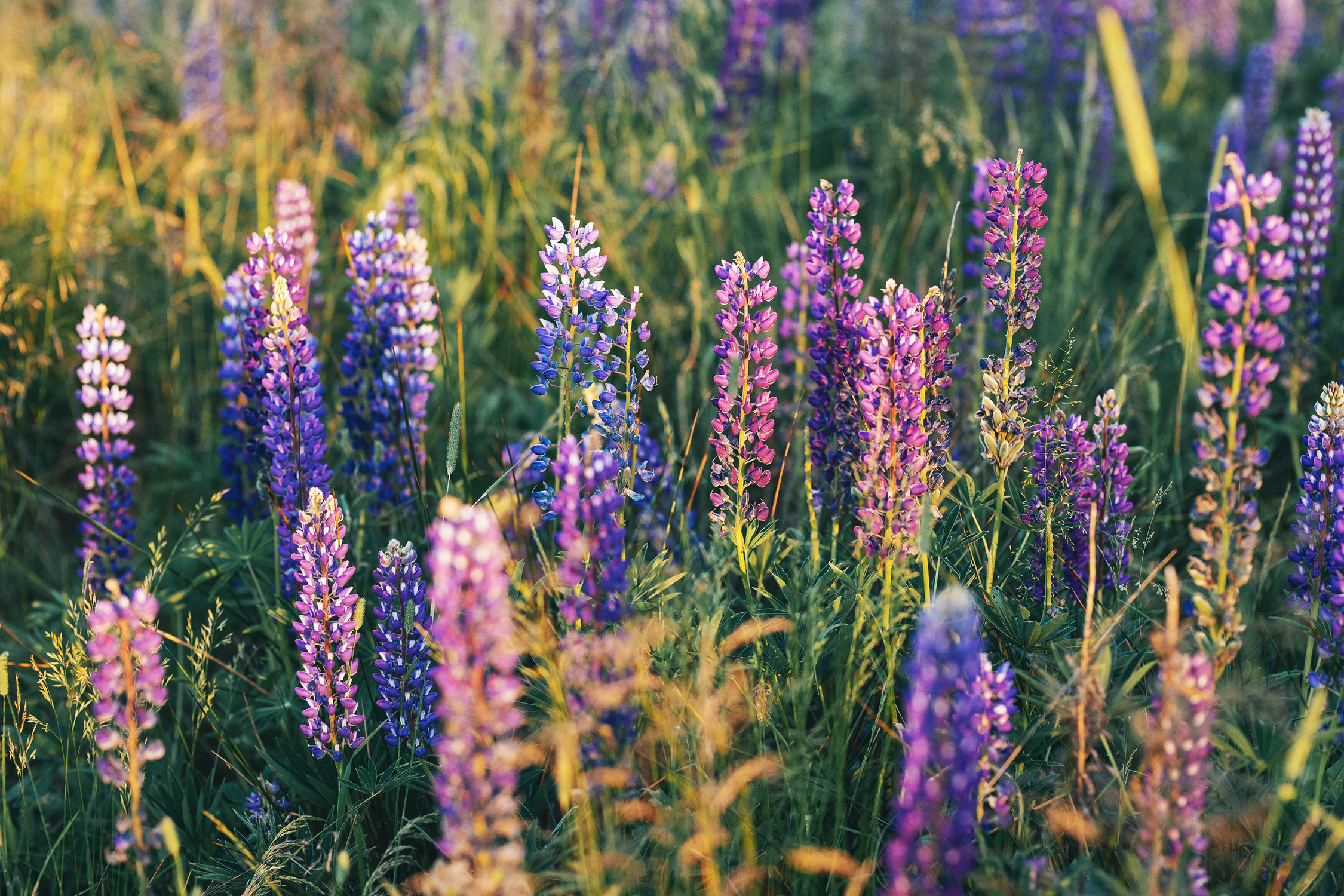 Люпины. Фотограф в Кронштадте и Санкт-Петербурге Анастасия Коваленко