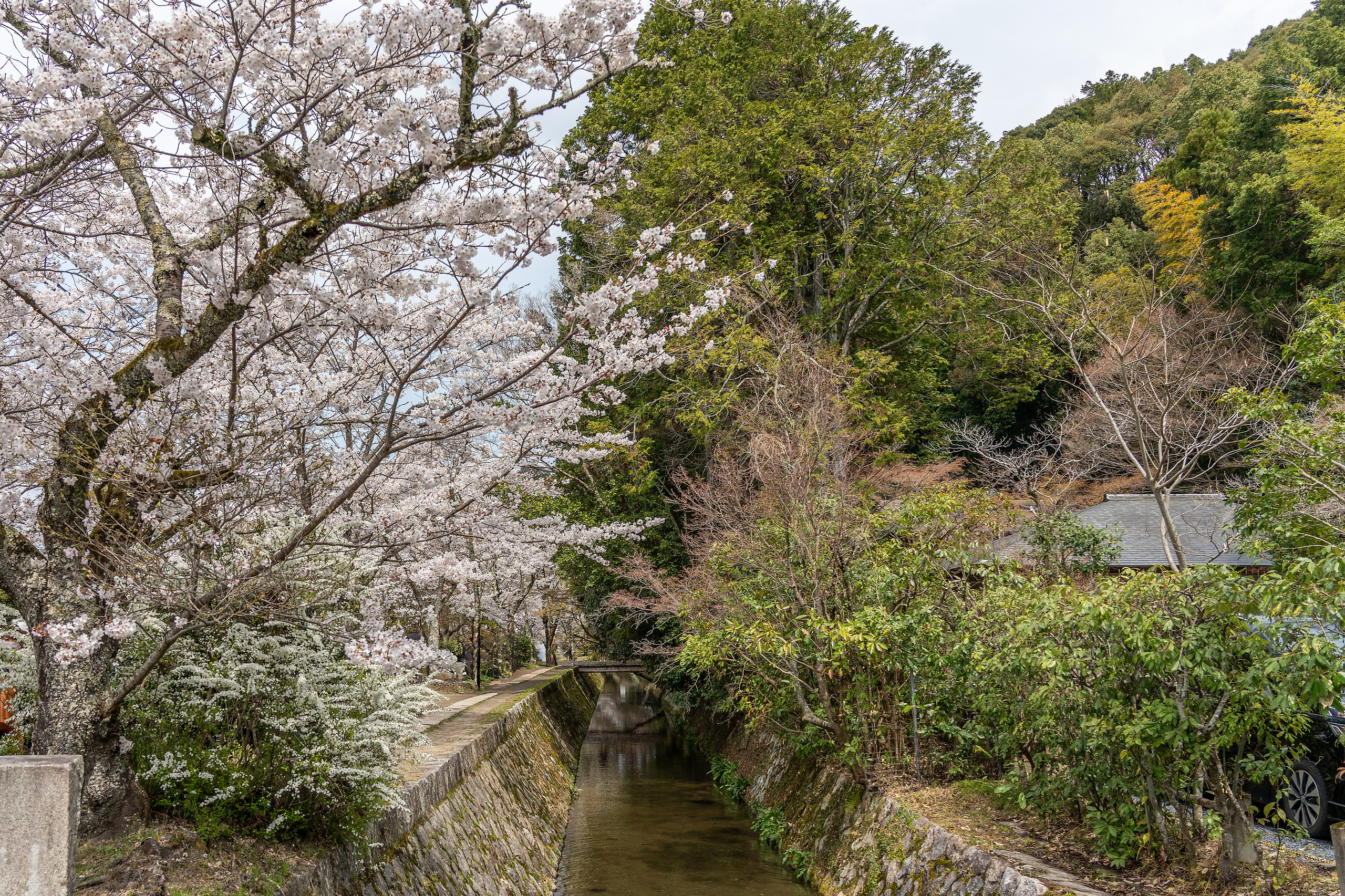 Япония, сакура. Творческие сьемки