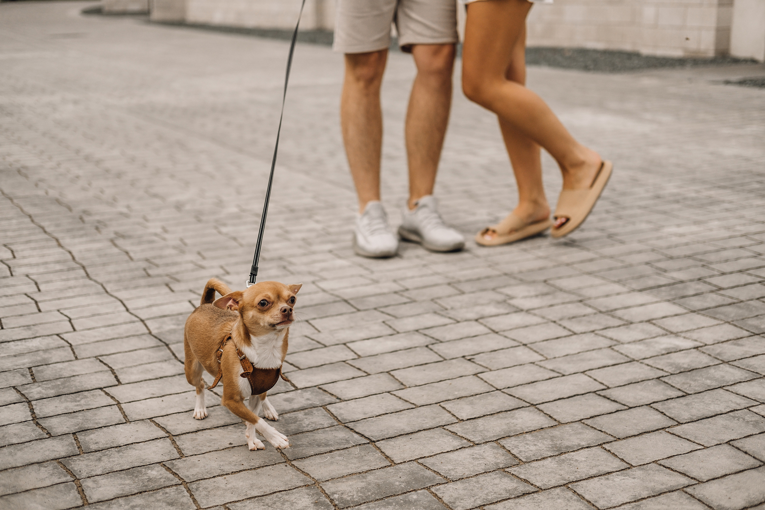 Настя и Артем. Свадебный и семейный фотограф в Ульяновске Анастасия Мышенкова