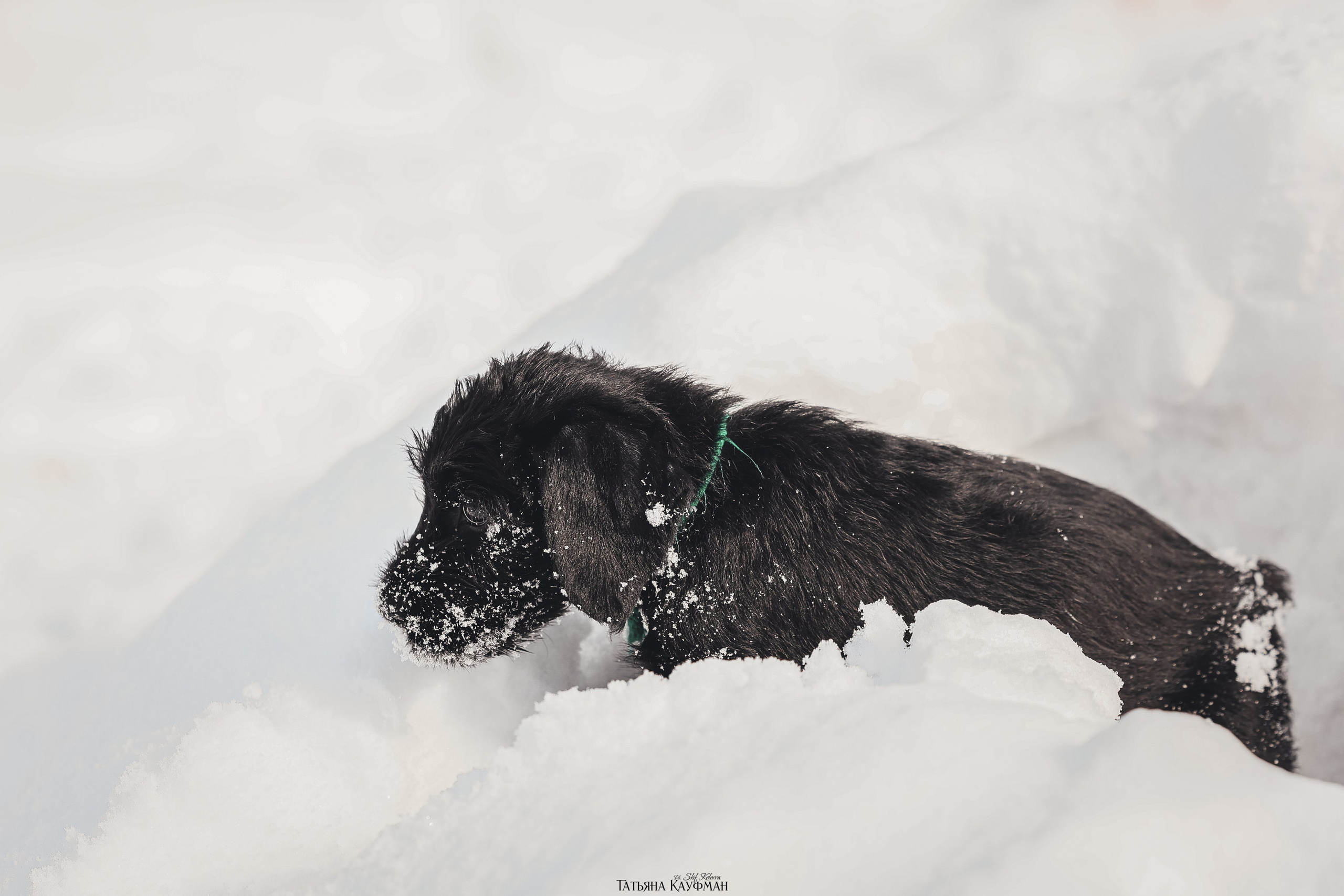 Ризеншнауцер, щенки ризеншнауцера, купить ризеншнауцера, купить щенка, ризеншнауцер Новосибирск, фотосъемка щенков, фотосессия собак, заказать фотосессию, фотографии щенков, сфотографировать щенка, фотограф Анималист, фотограф собак Новосибирск, фотограф анималист Новосибирск