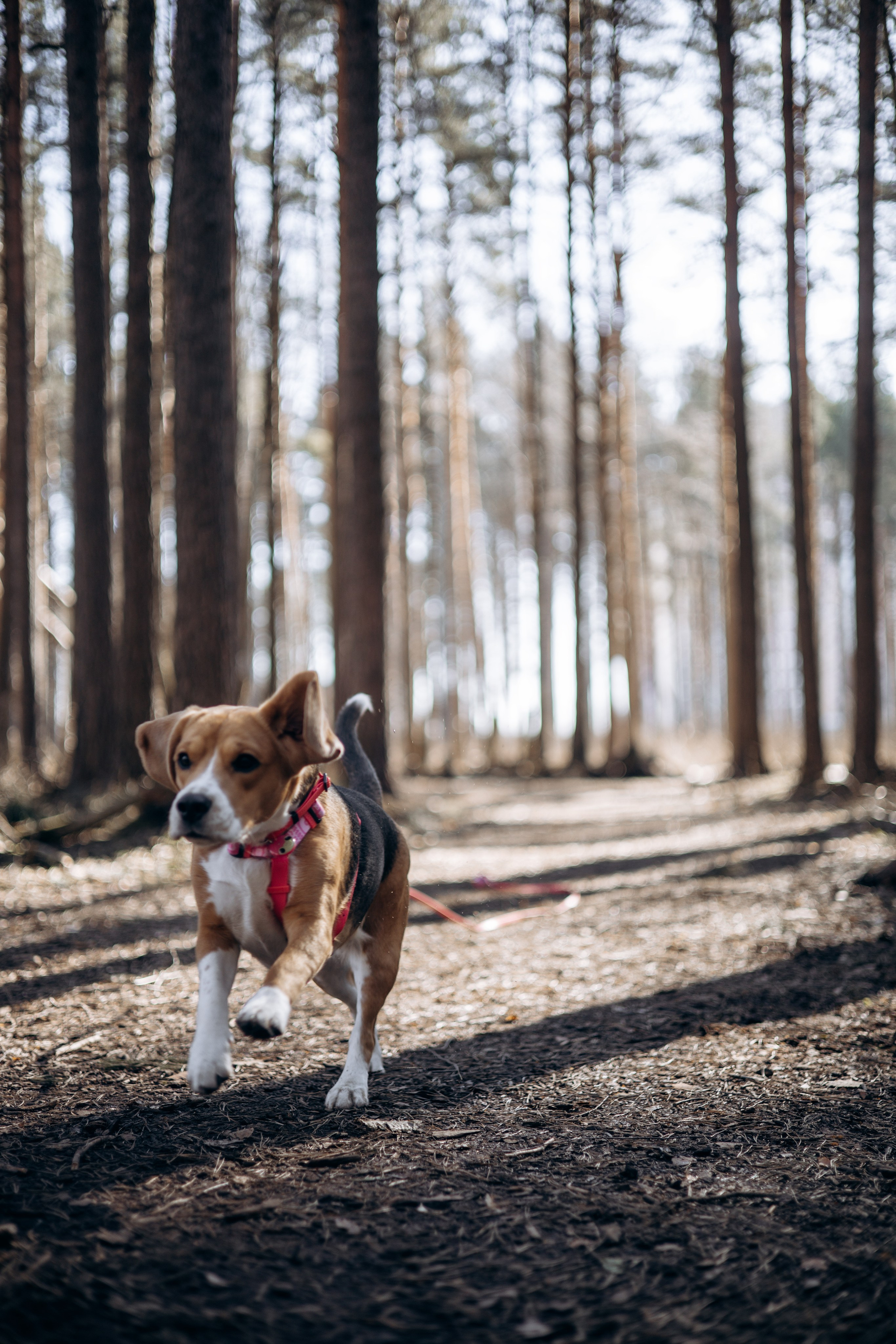 Ксения и Бетти. Фотограф животных Евгения Верцинская