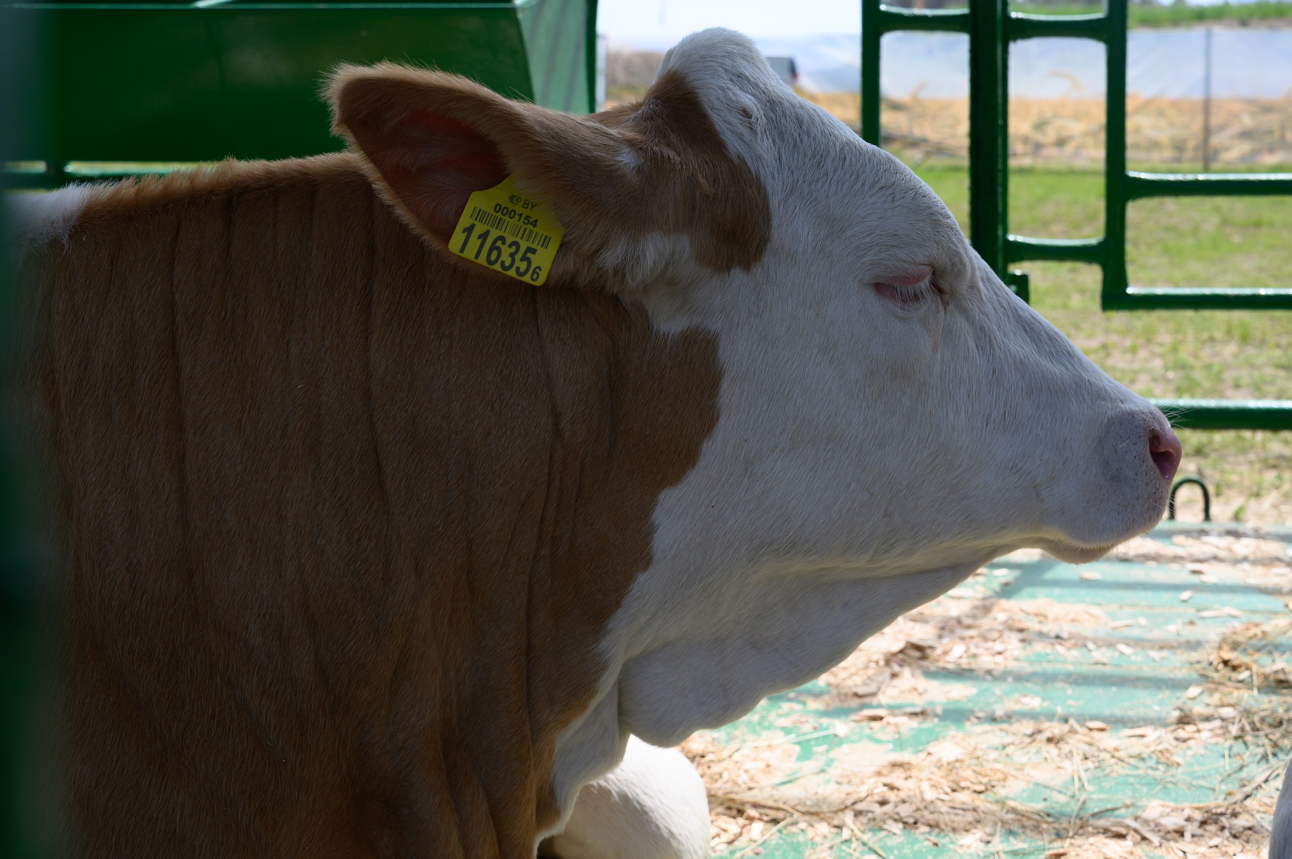 Агровыставка. Фотоуслуги, услуги фотографа, фотографирование важных событий