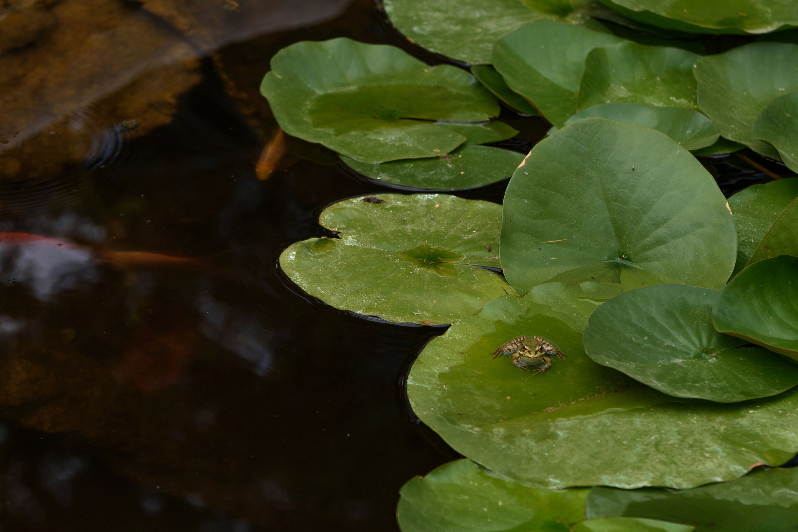 Анастасия и Сергей. Свадебный фотограф Кузьмина Лилия