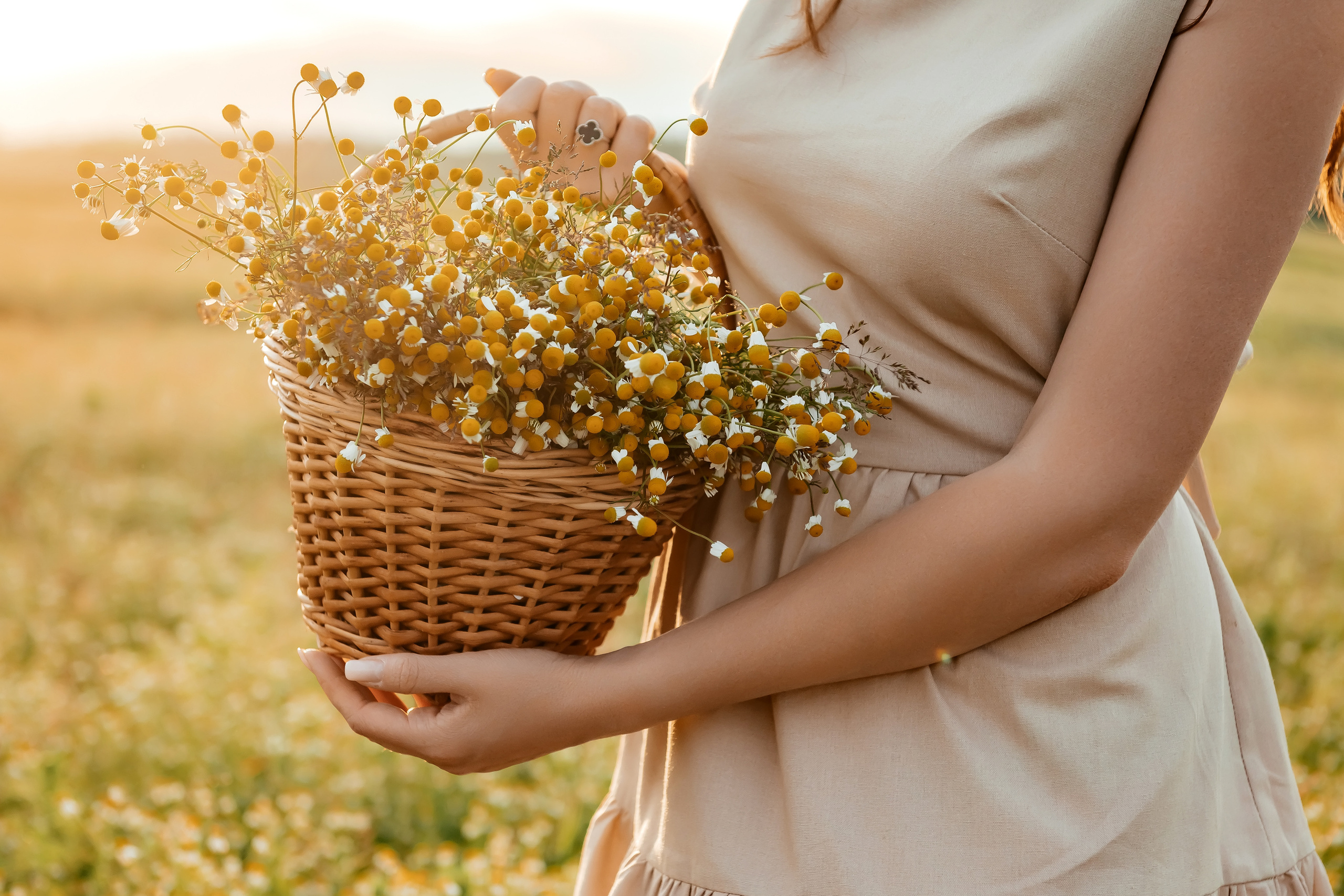 Ира, ромашковое поле, Фрязино. Свадебный и семейный фотограф Виктория Носачёва. Щелково, Москва и МО