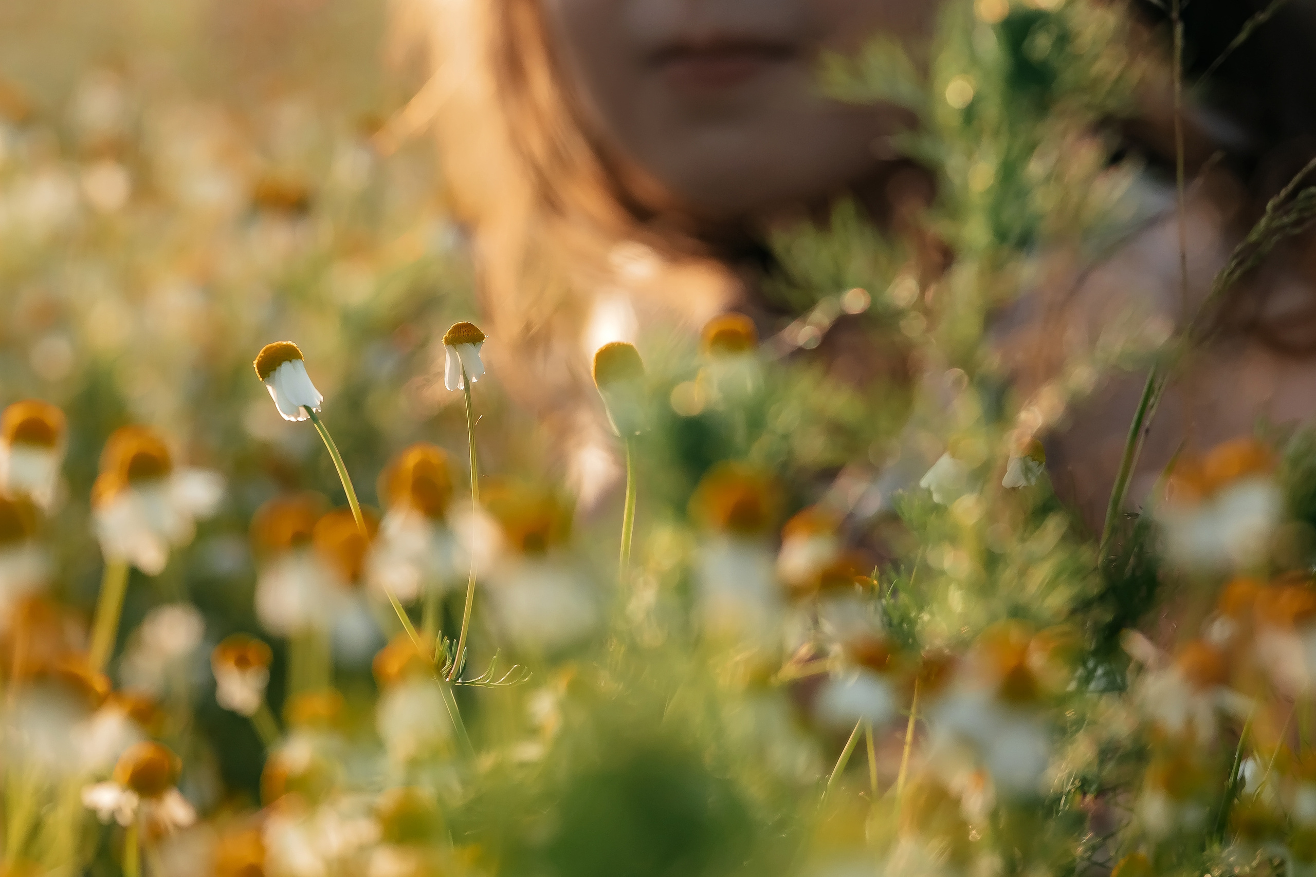 Ира, ромашковое поле, Фрязино. Свадебный и семейный фотограф Виктория Носачёва. Щелково, Москва и МО
