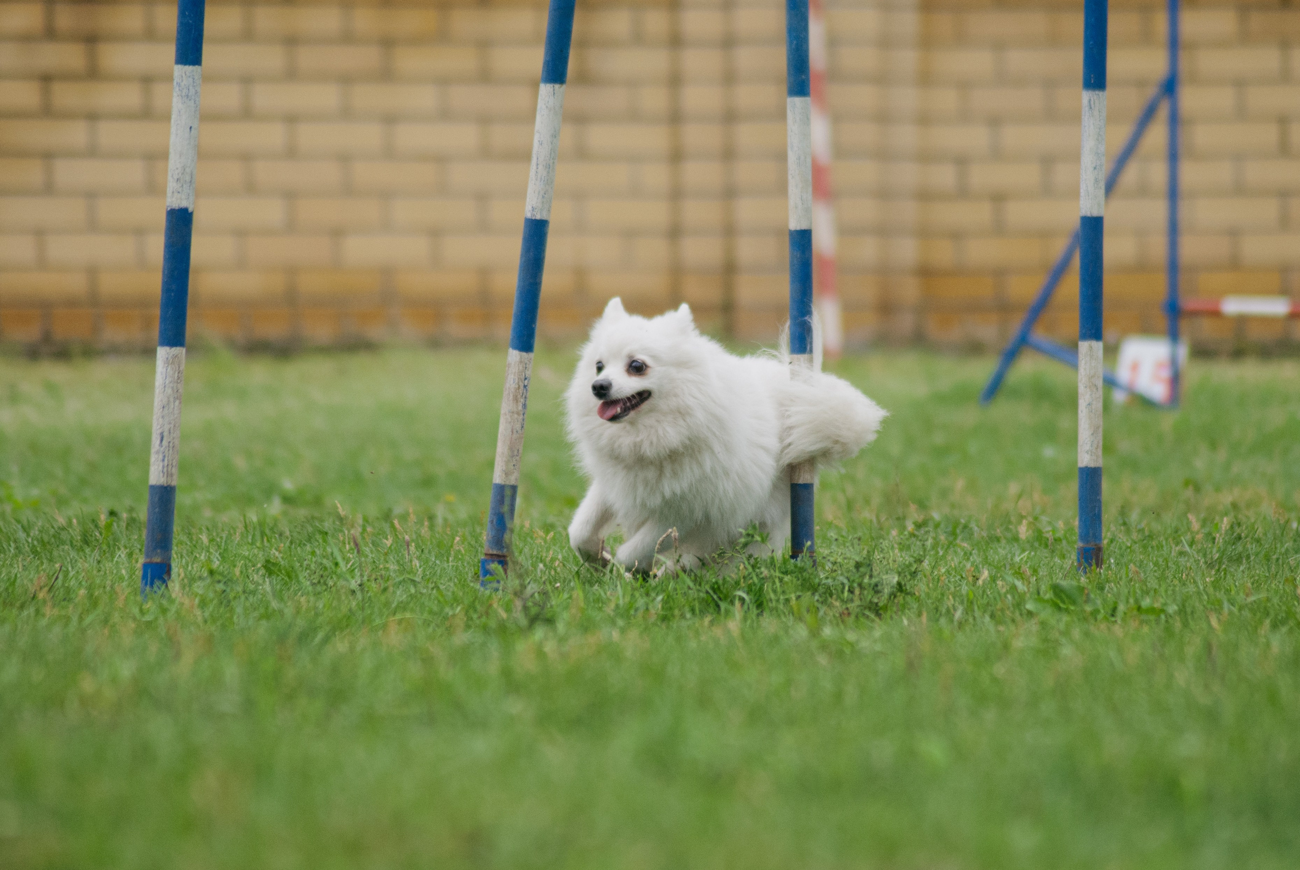 Аджилити. Фотограф в Тюмени Лизавета Сапицкая