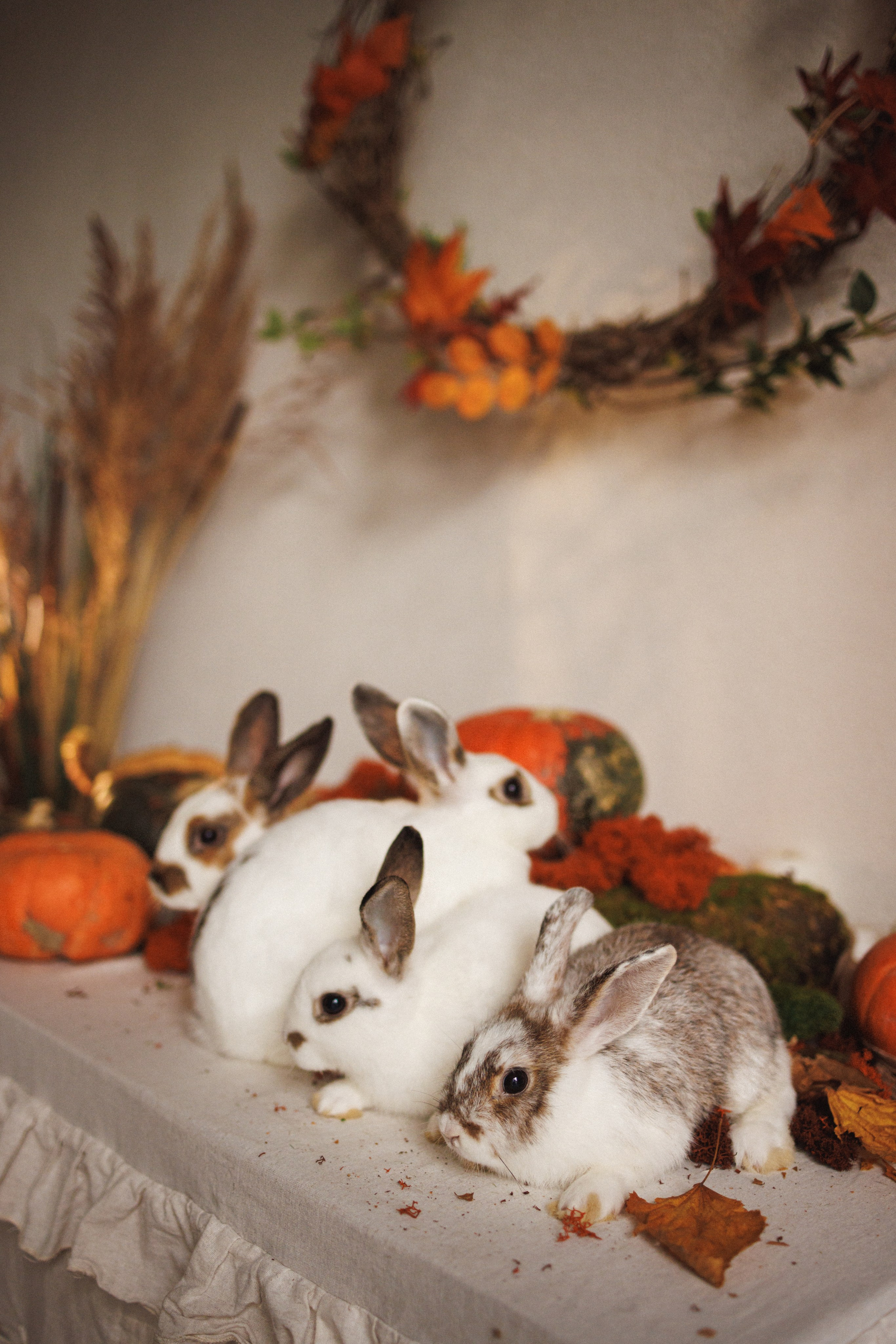 Осенняя фотосессия в фотостудии Mestone, город Краснодар. Семейный и детский фотограф в Краснодаре Анна Трашкова