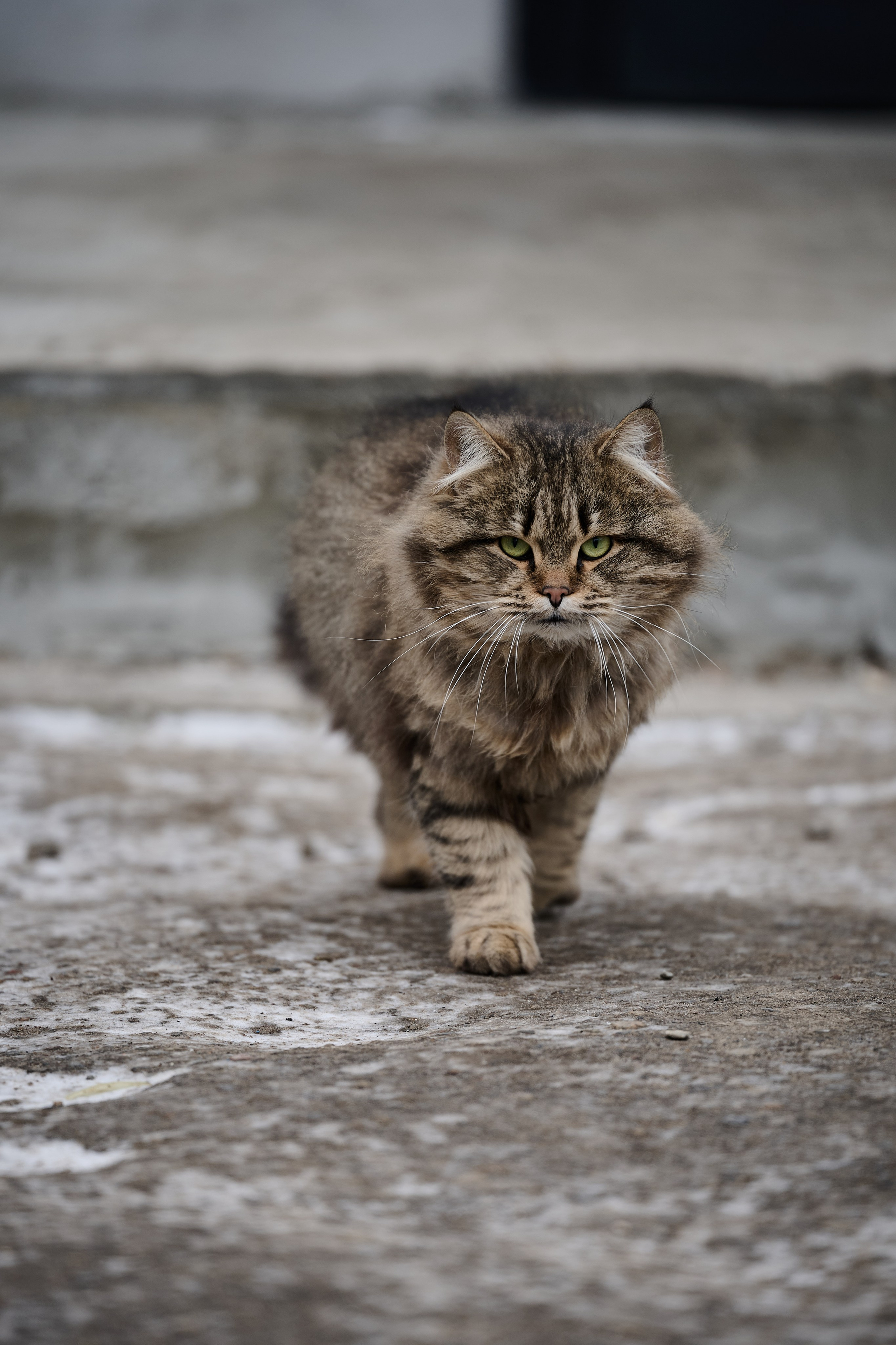 Рубежное. Декабрь 2024. Фотограф Роман Адлер